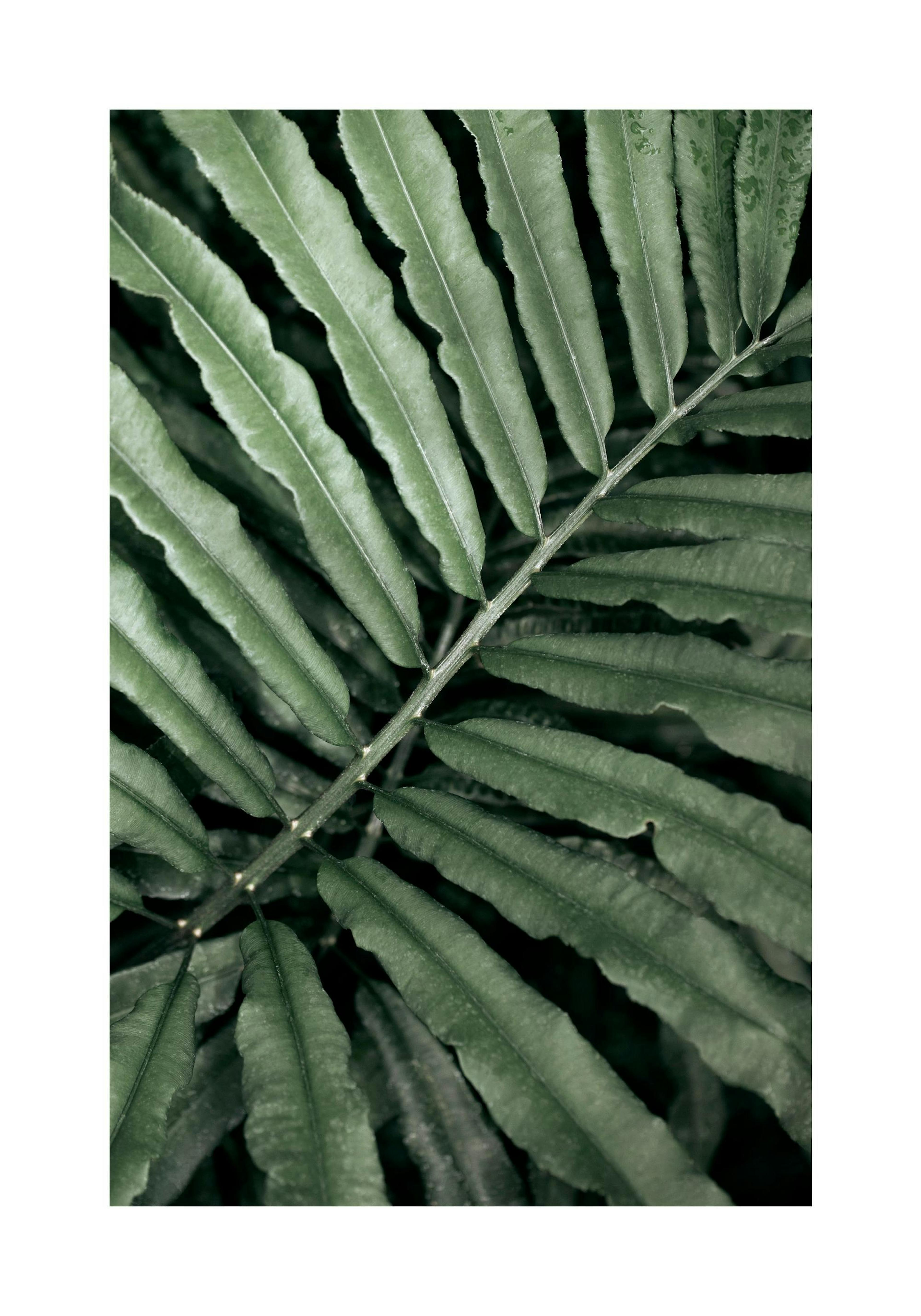 Ein Poster einer dunkelgrünen Farnpflanze mit gefiederten Blättern und einem zentralen Stiel.