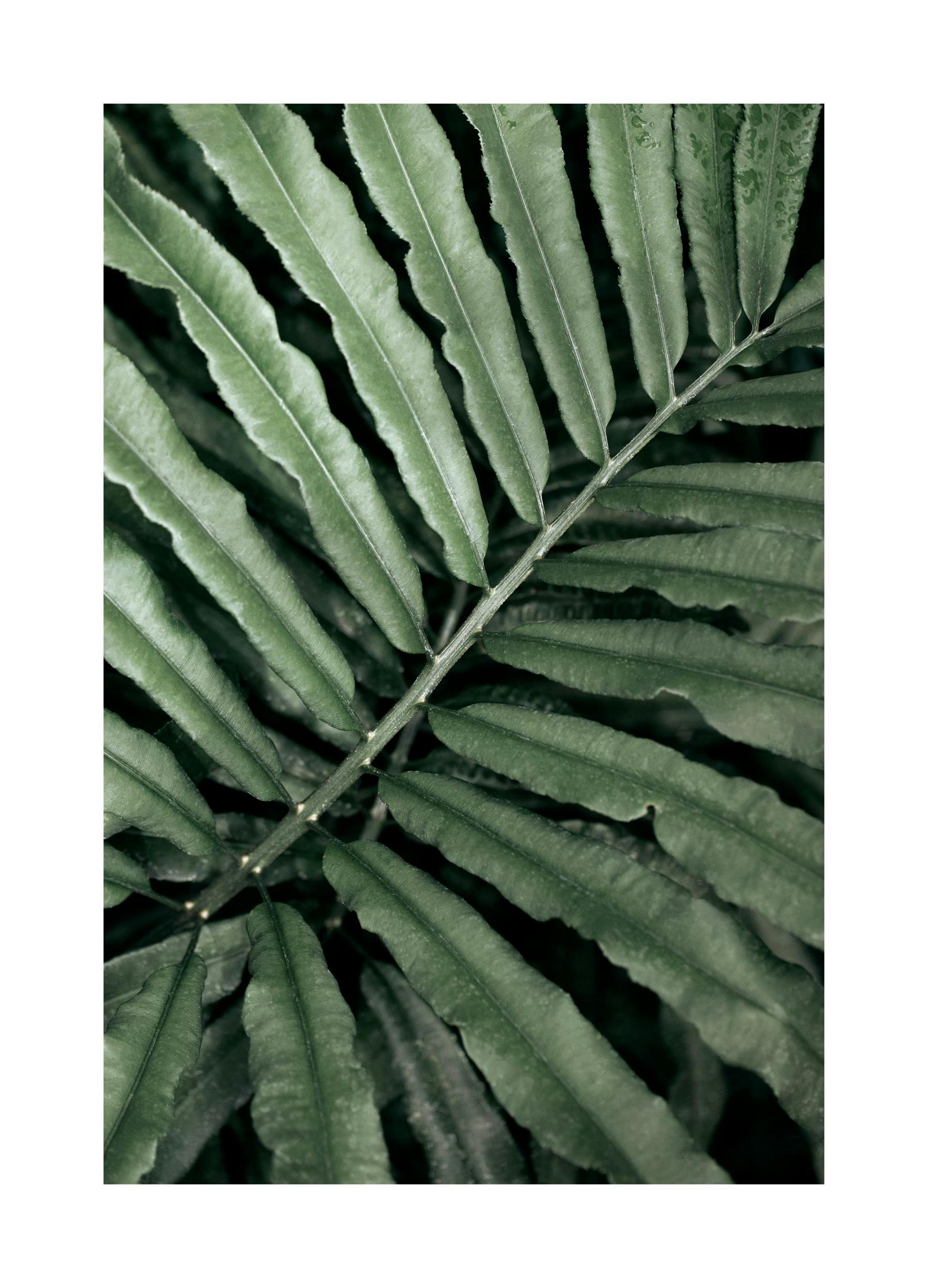 Felce verde Poster (21x30 cm) - Poster Store