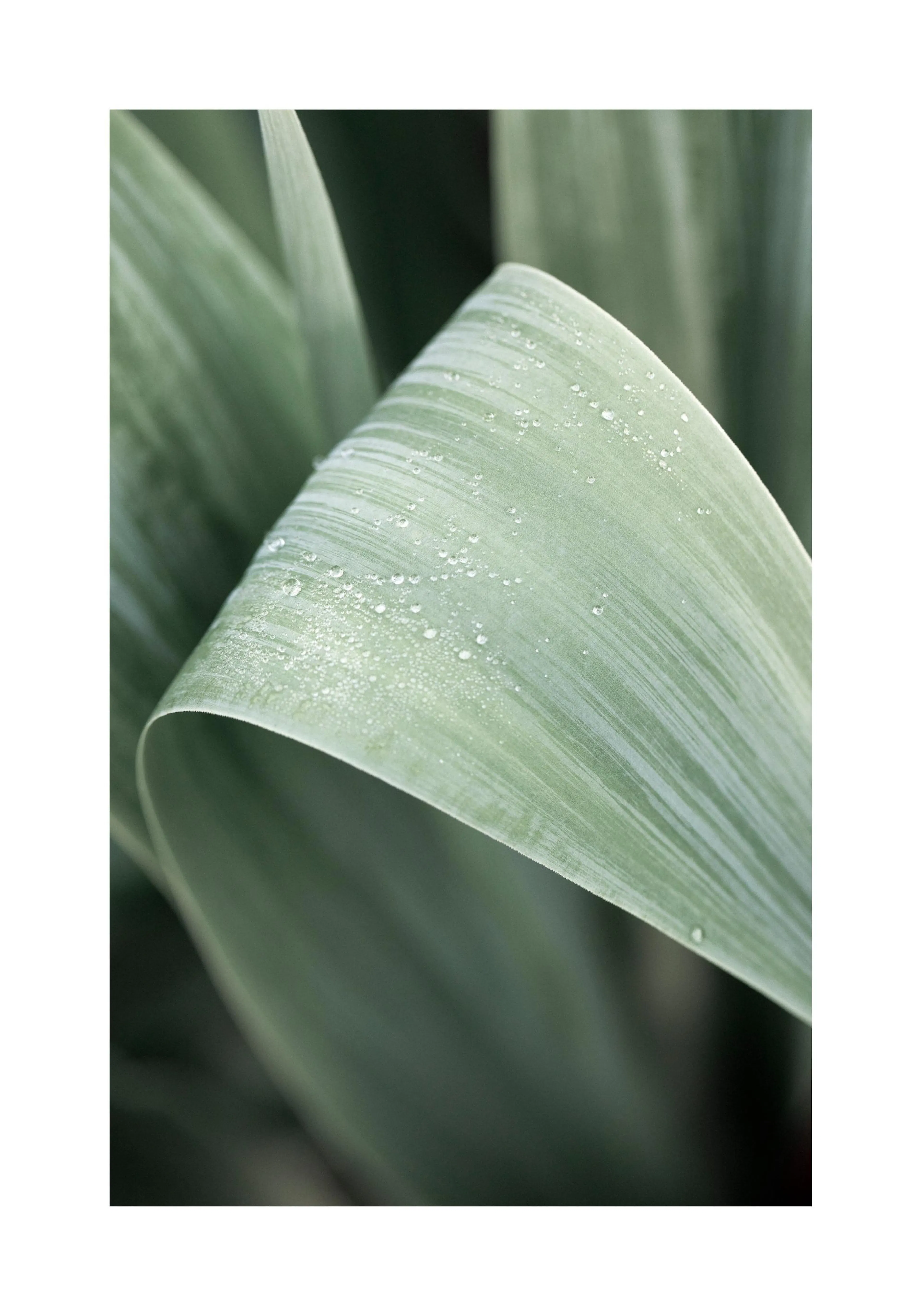 A poster featuring a close-up of a light green plant leaf with water droplets, against a dark green background.