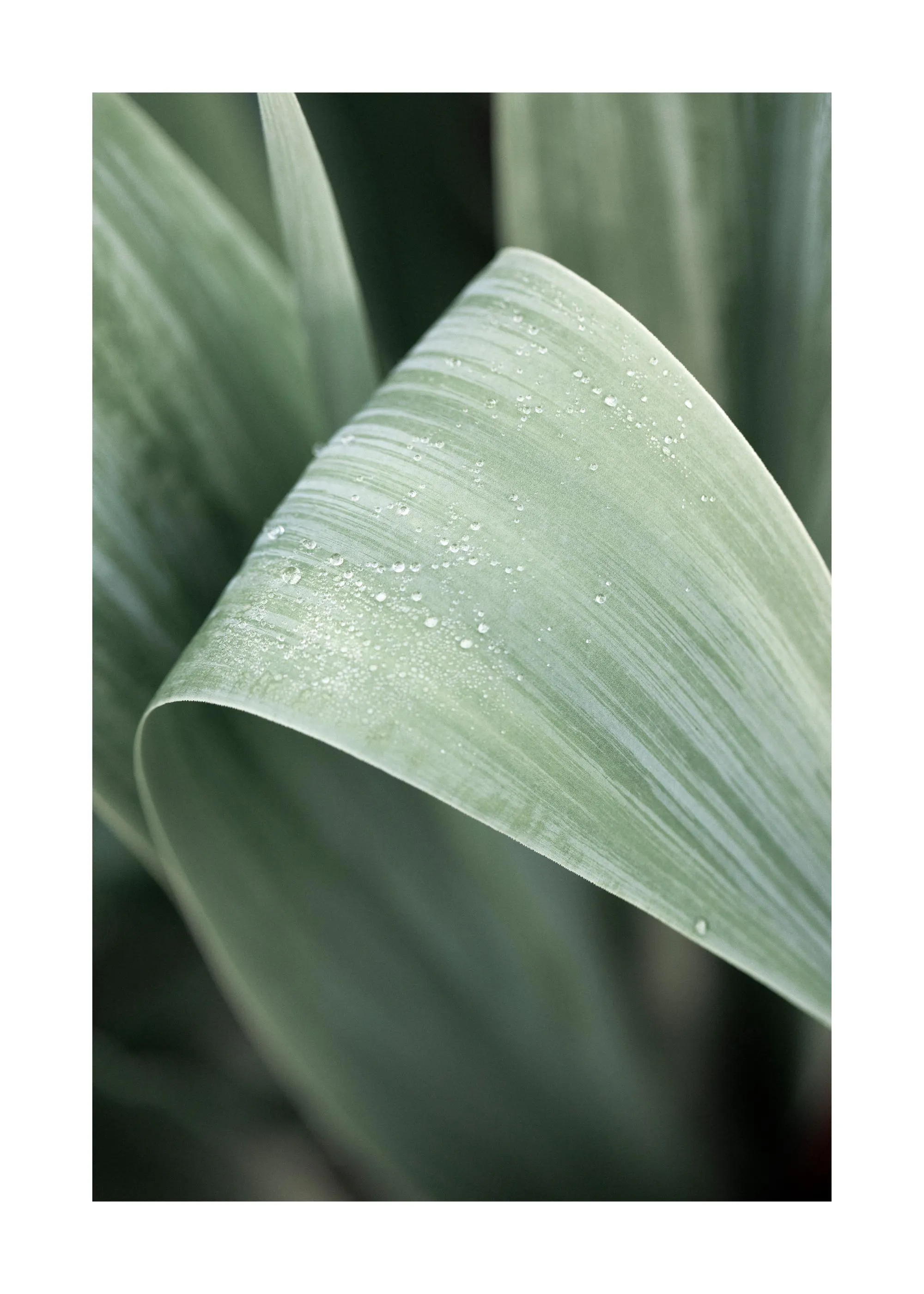 Poster dune macro de feuilles de plante vertes avec des gouttes deau et un arrière-plan flou.