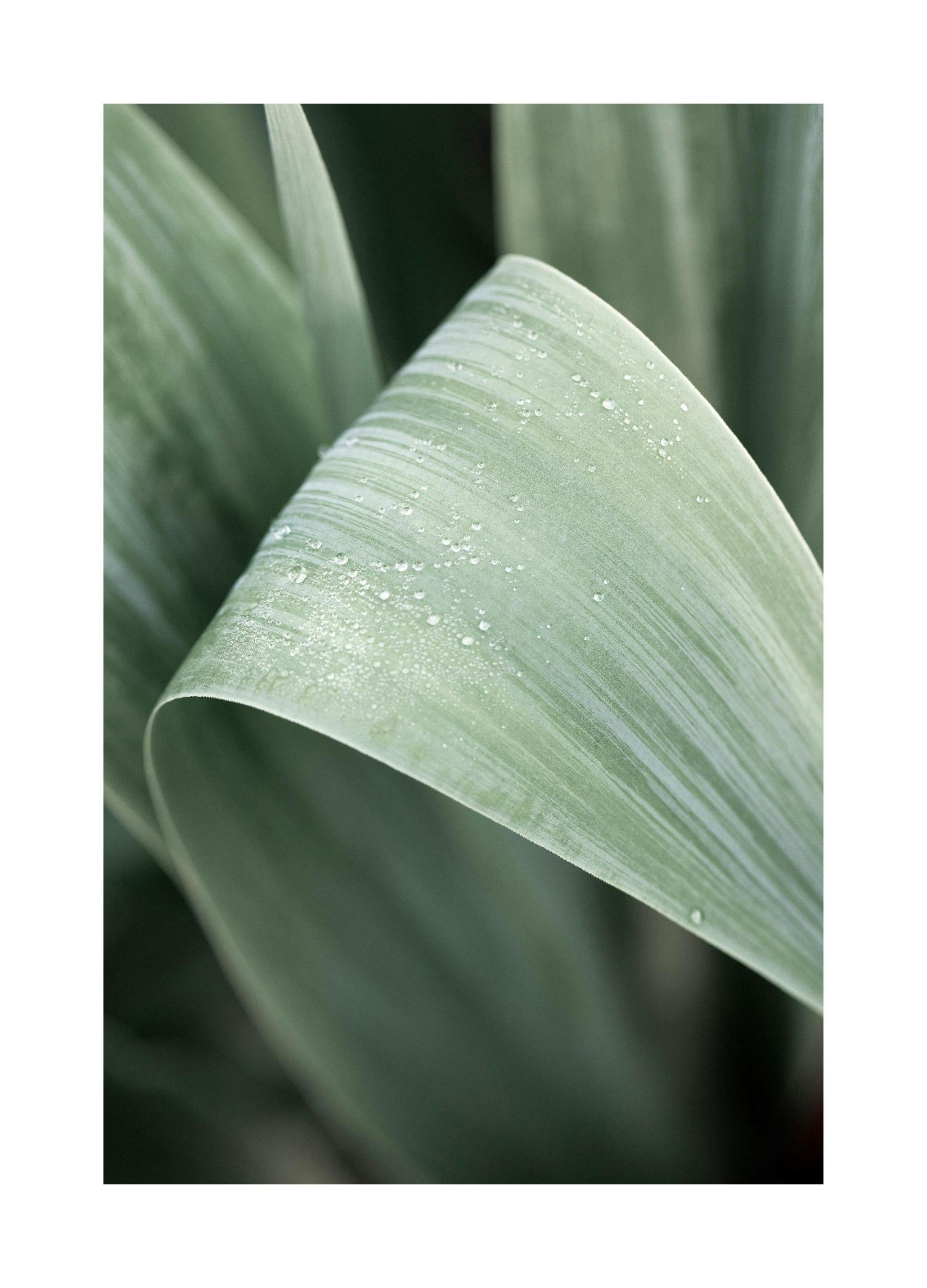 Green Leaf Poster (21x30 cm) - Poster Store
