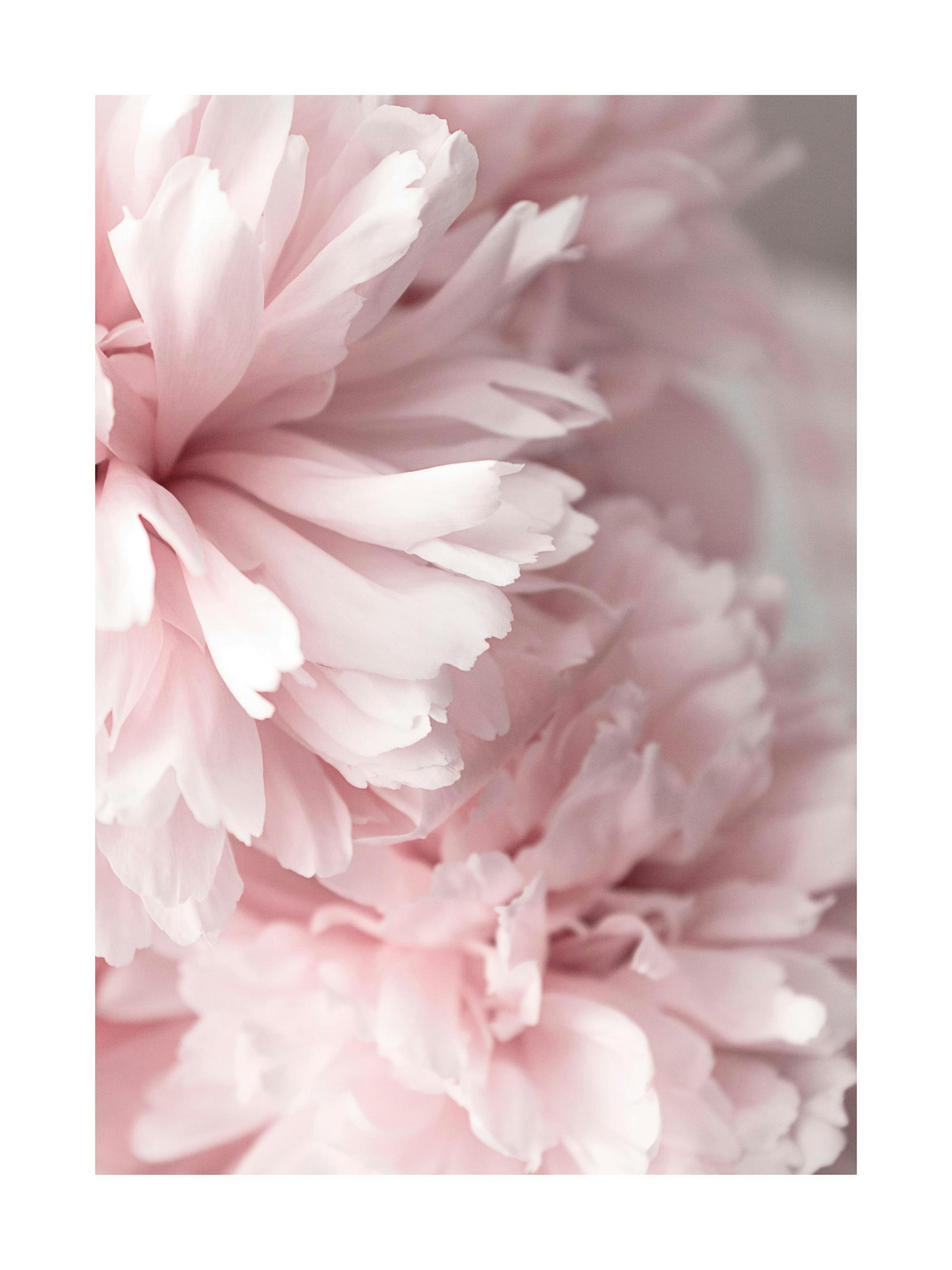 Peonías rosas de cerca Póster 0