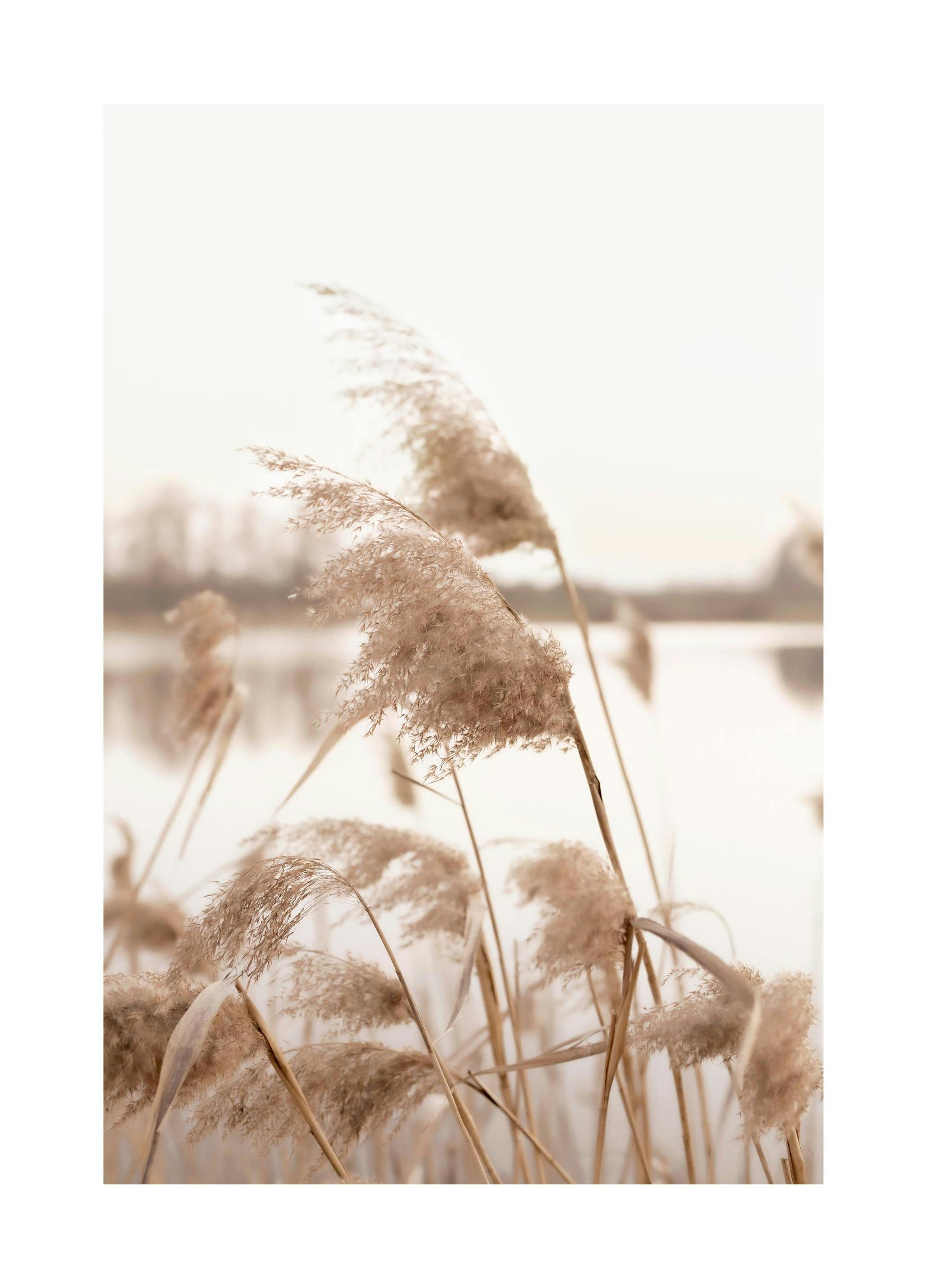 Wysuszona Trawa Plakat (21x30 cm) - Poster Store