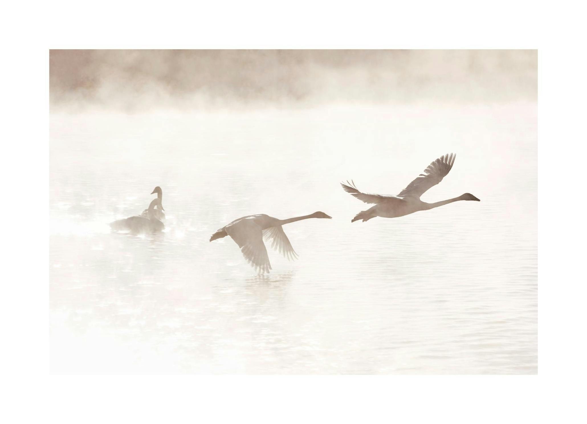 Morgon vid Svansjö Poster (30x40 cm) - Poster Store