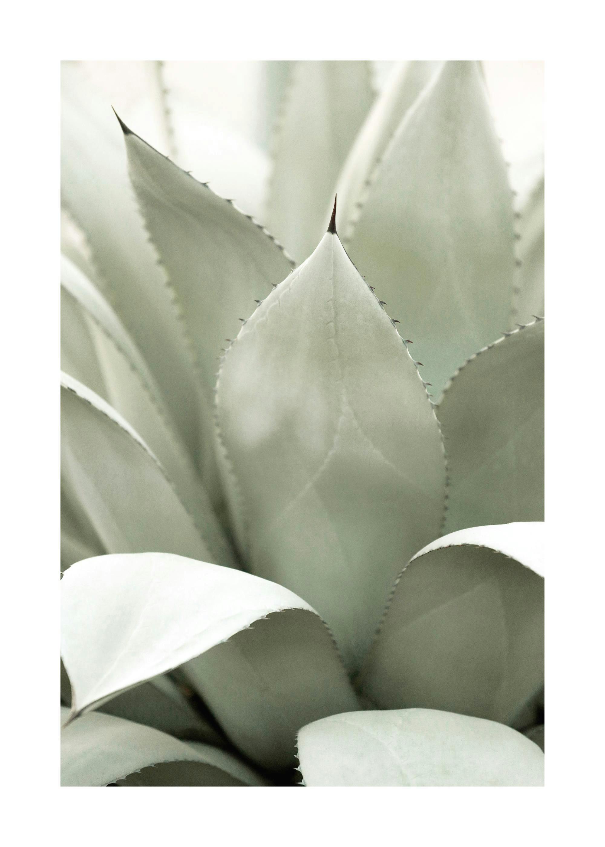A poster featuring a close-up of light green agave plant leaves with dark tips and jagged edges.