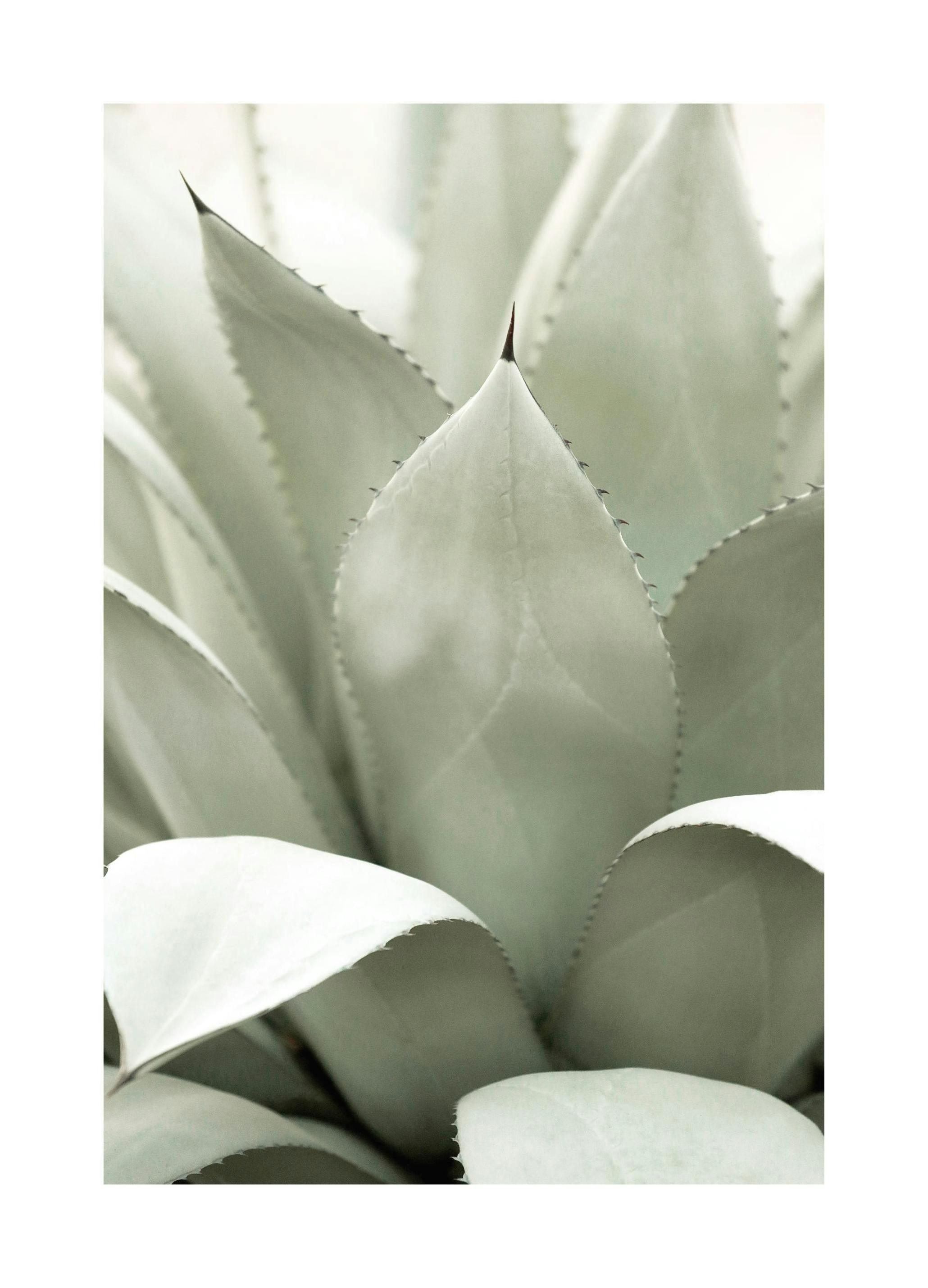 Agave Plant Affiche (21x30 cm) - Poster Store