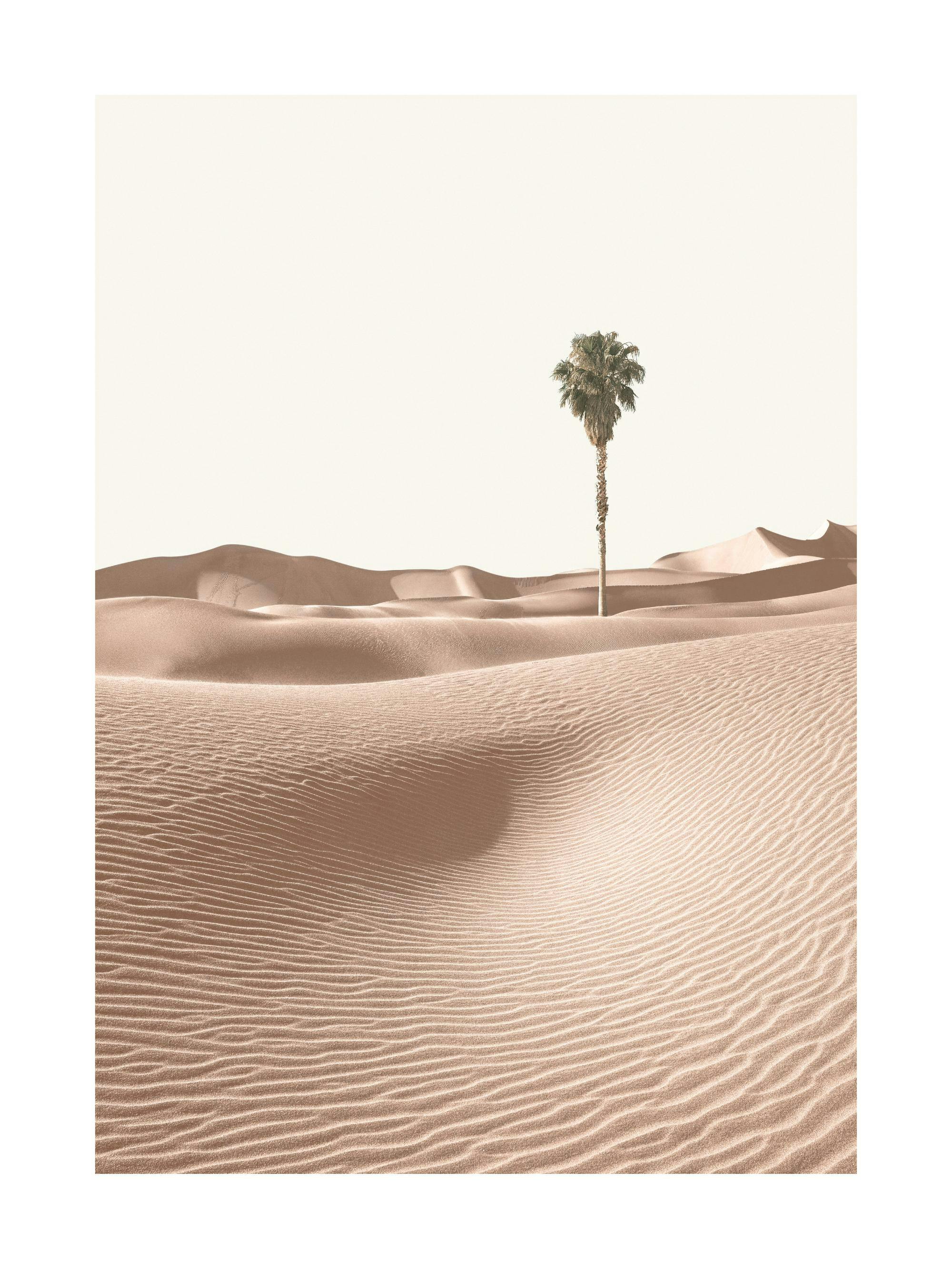 A poster featuring a lone palm tree in a vast, rippled desert landscape with sandy dunes under a pale sky.