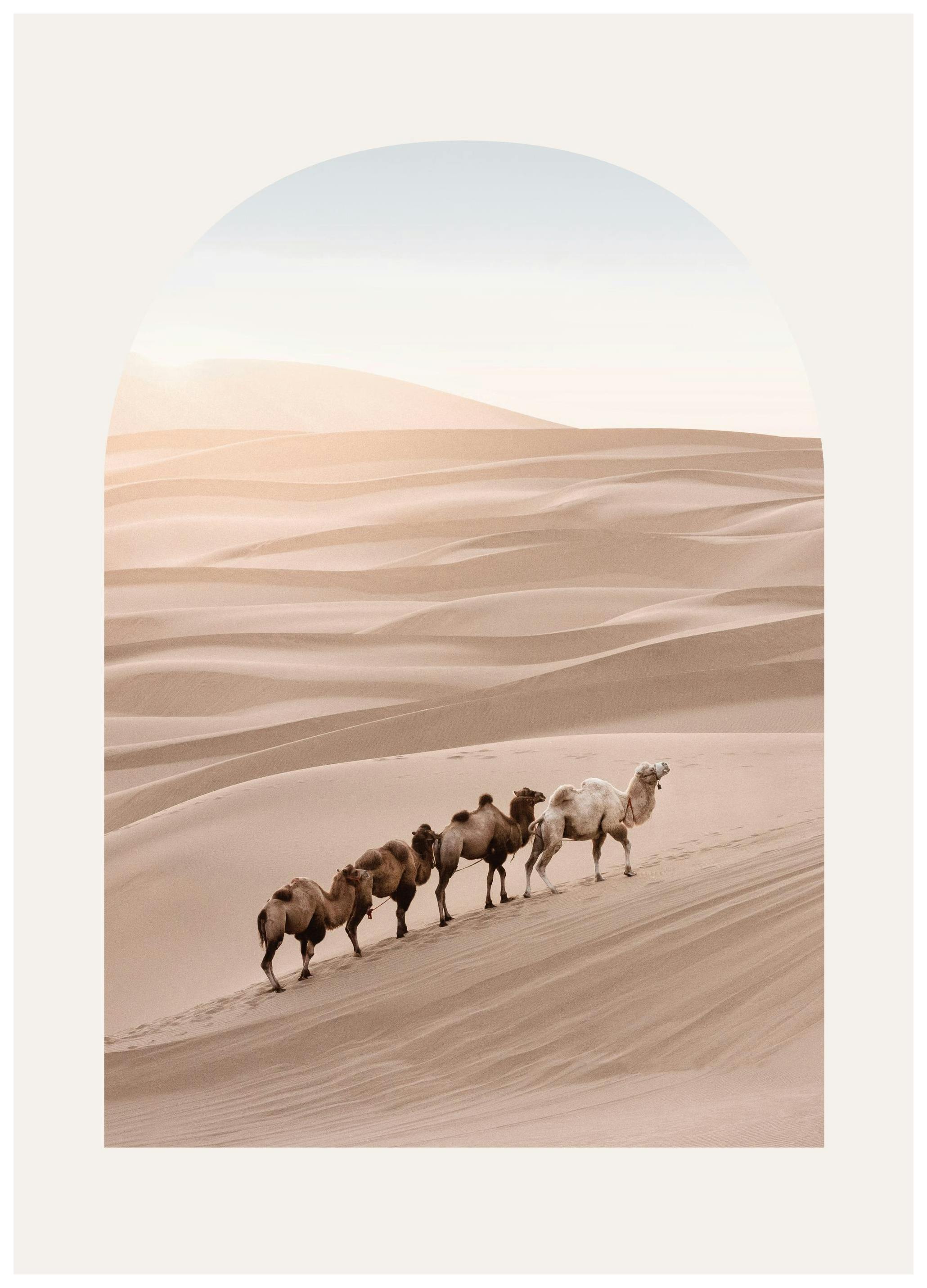 Chameaux Désert Poster (50x70 cm) - Poster Store