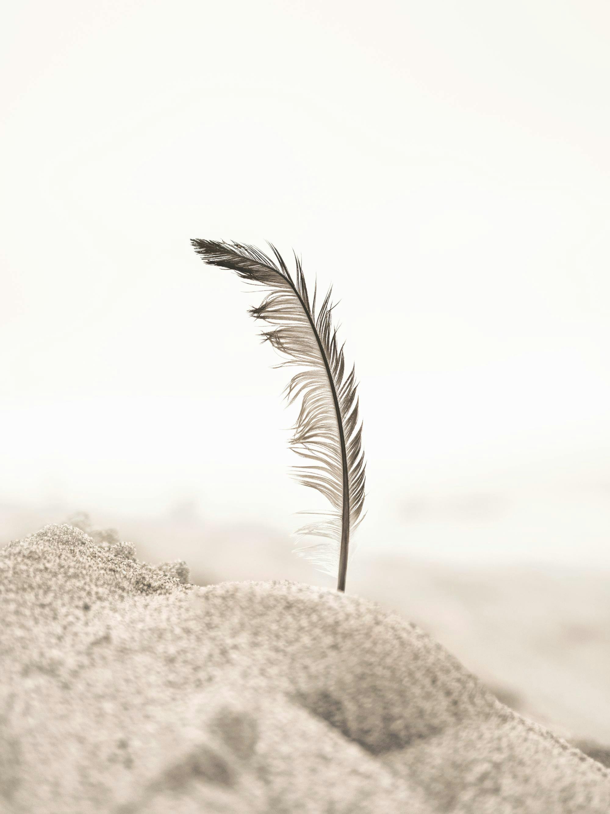 En poster som visar en ensam fjäder i sanden med en ljus, nästan vit bakgrund.