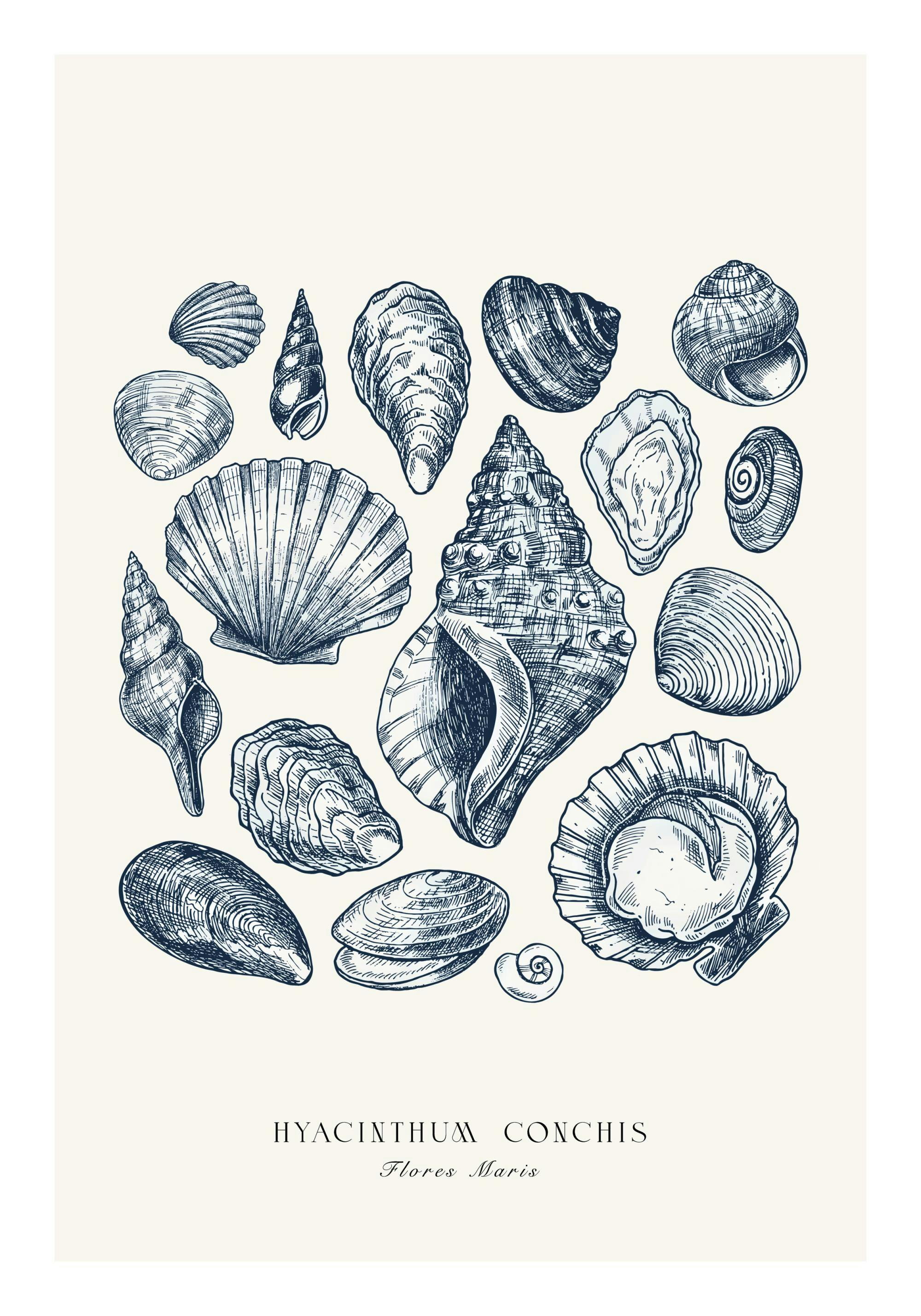 En poster med en samling handritade blå snäckskal och musslor på en ljusbeige bakgrund.