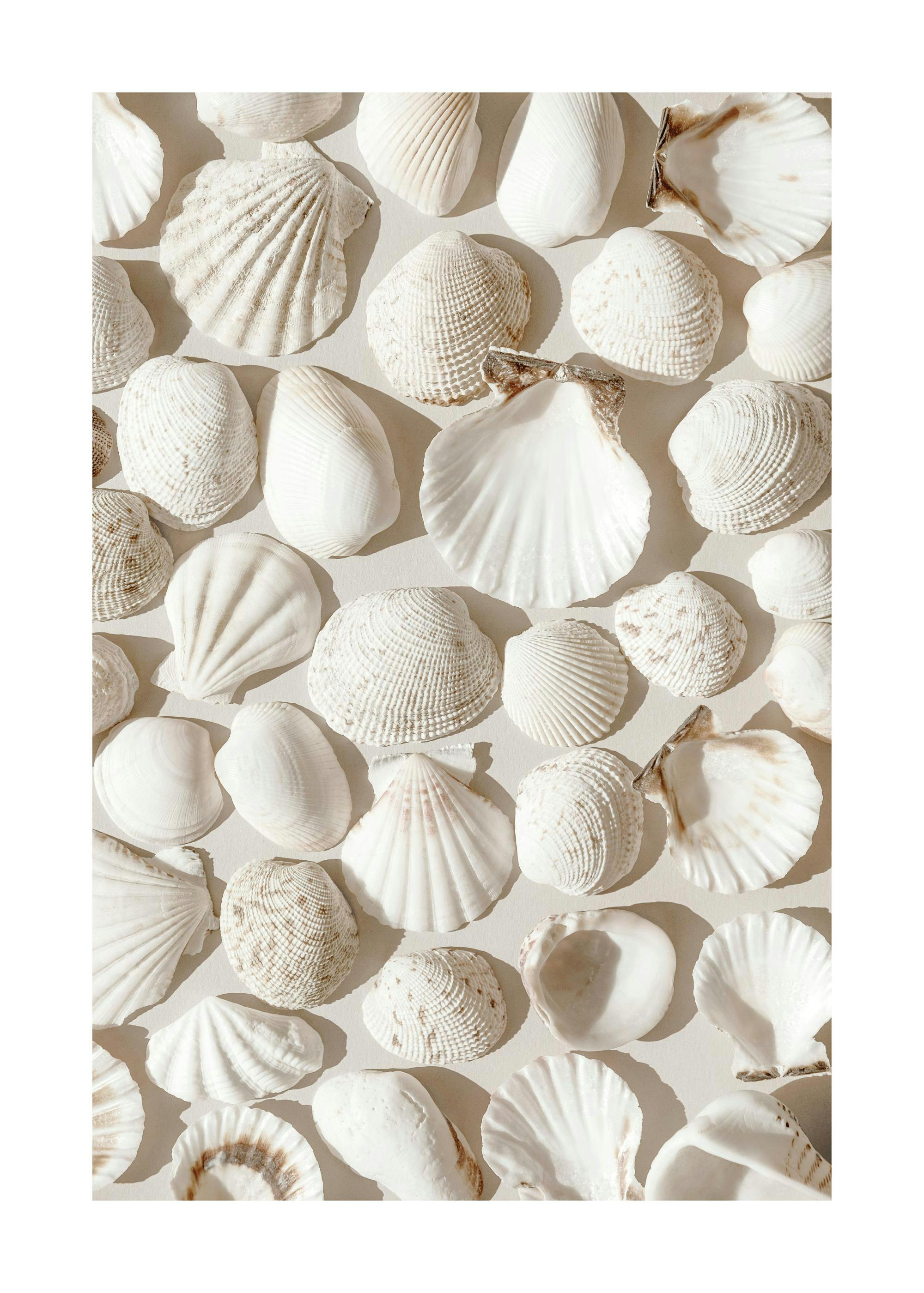 A poster featuring a collection of various white and off-white seashells arranged closely together.