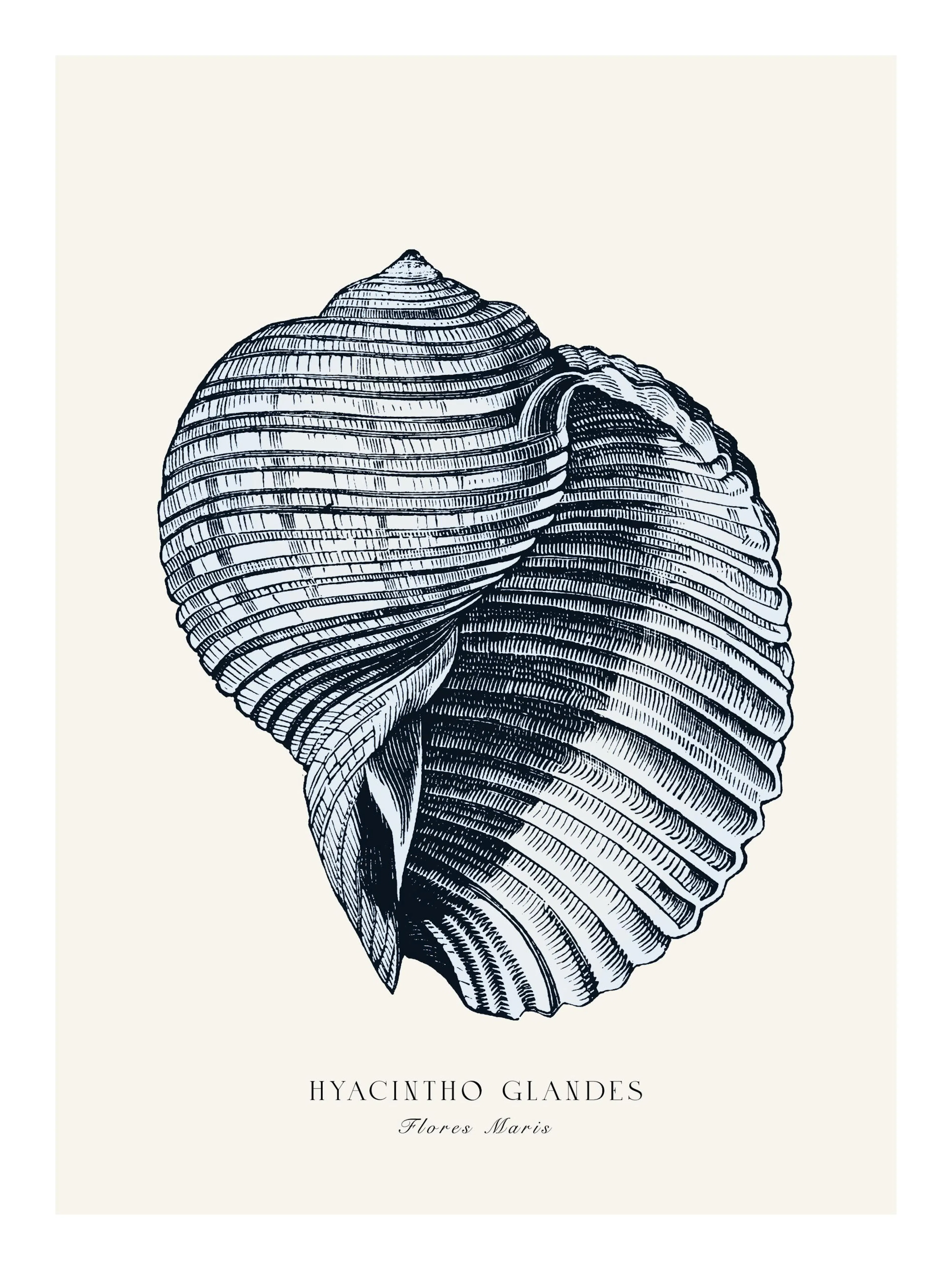 Poster con illustrazione botanica vintage di una conchiglia scura su sfondo chiaro, con testo Hyacintho Glandes Flores Maris.