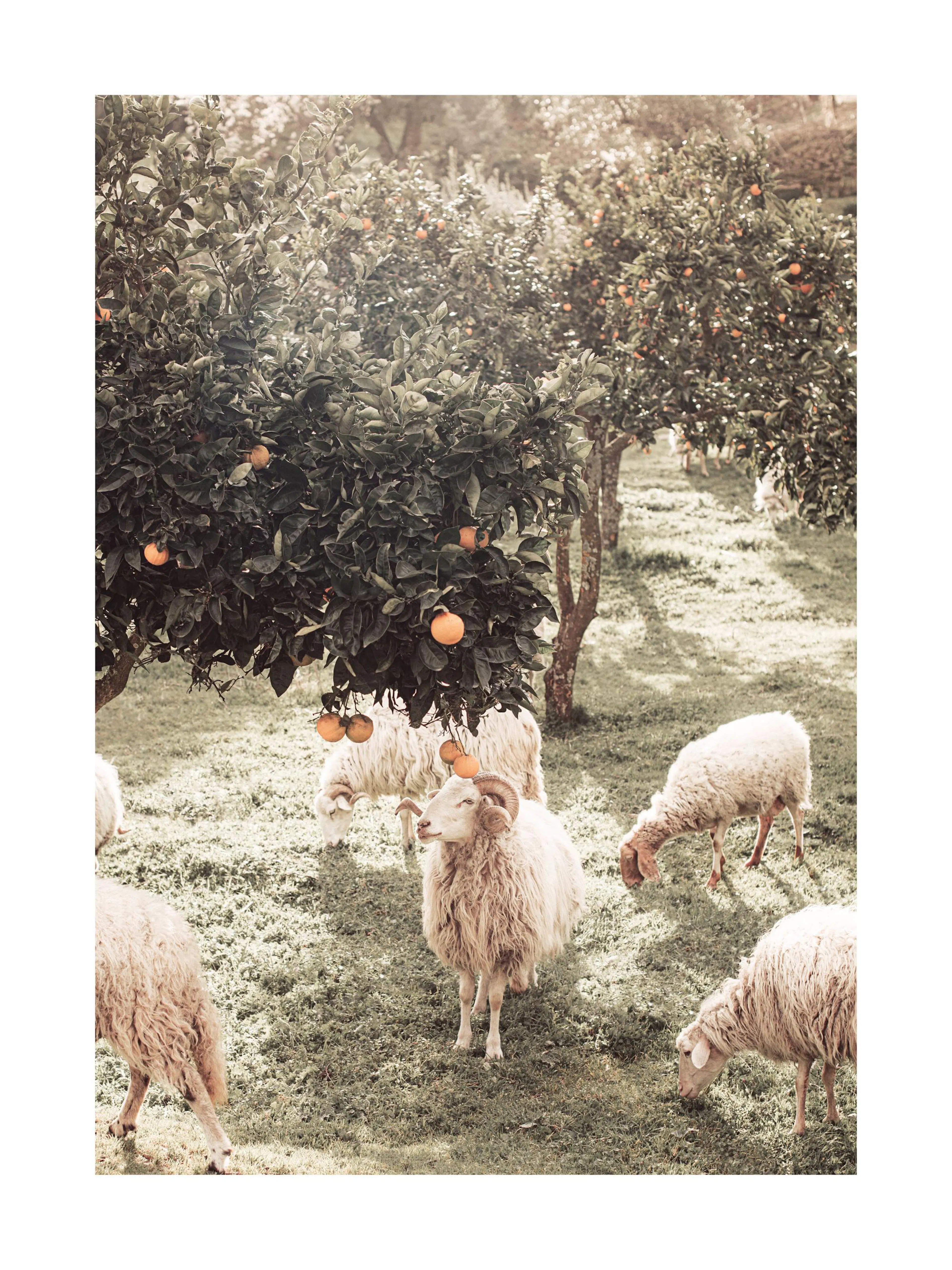 Plakat przedstawiający owce pasące się pod drzewami pomarańczowymi w słonecznym gaju.
