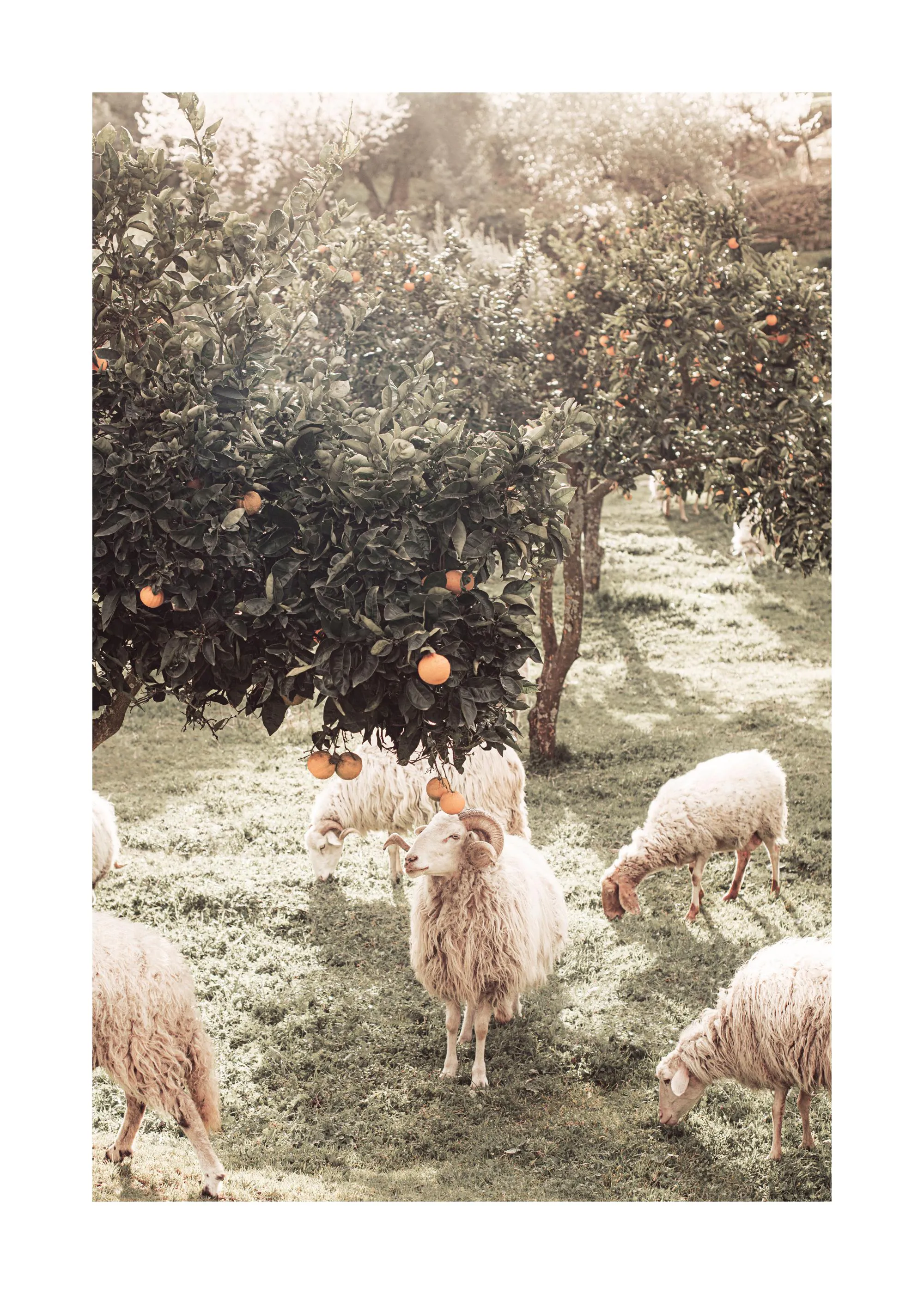 Plakat med får der græsser under appelsintræer i en lys, solrig frugthave.