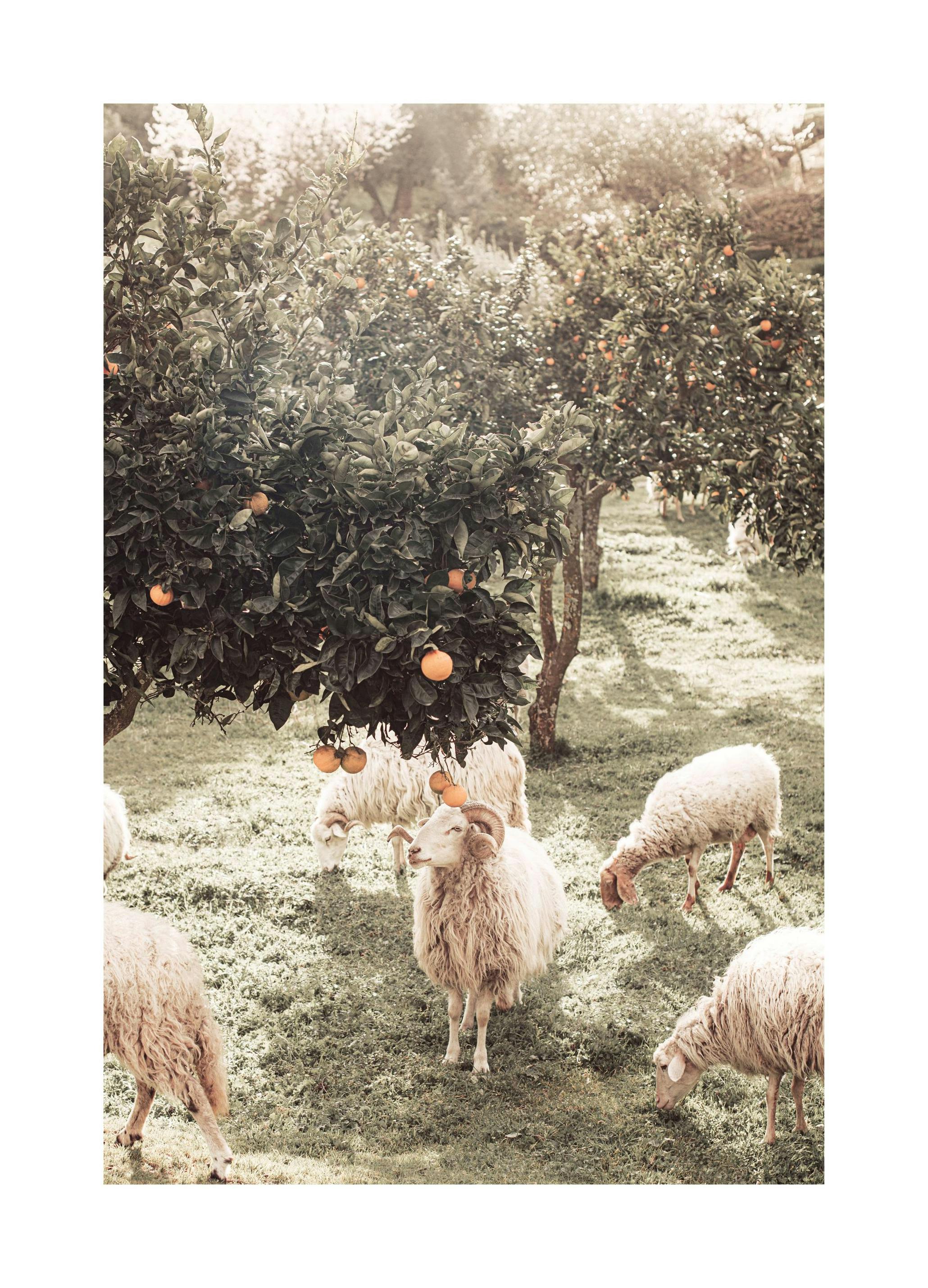 Moutons et Orangers Poster (30x40 cm) - Poster Store