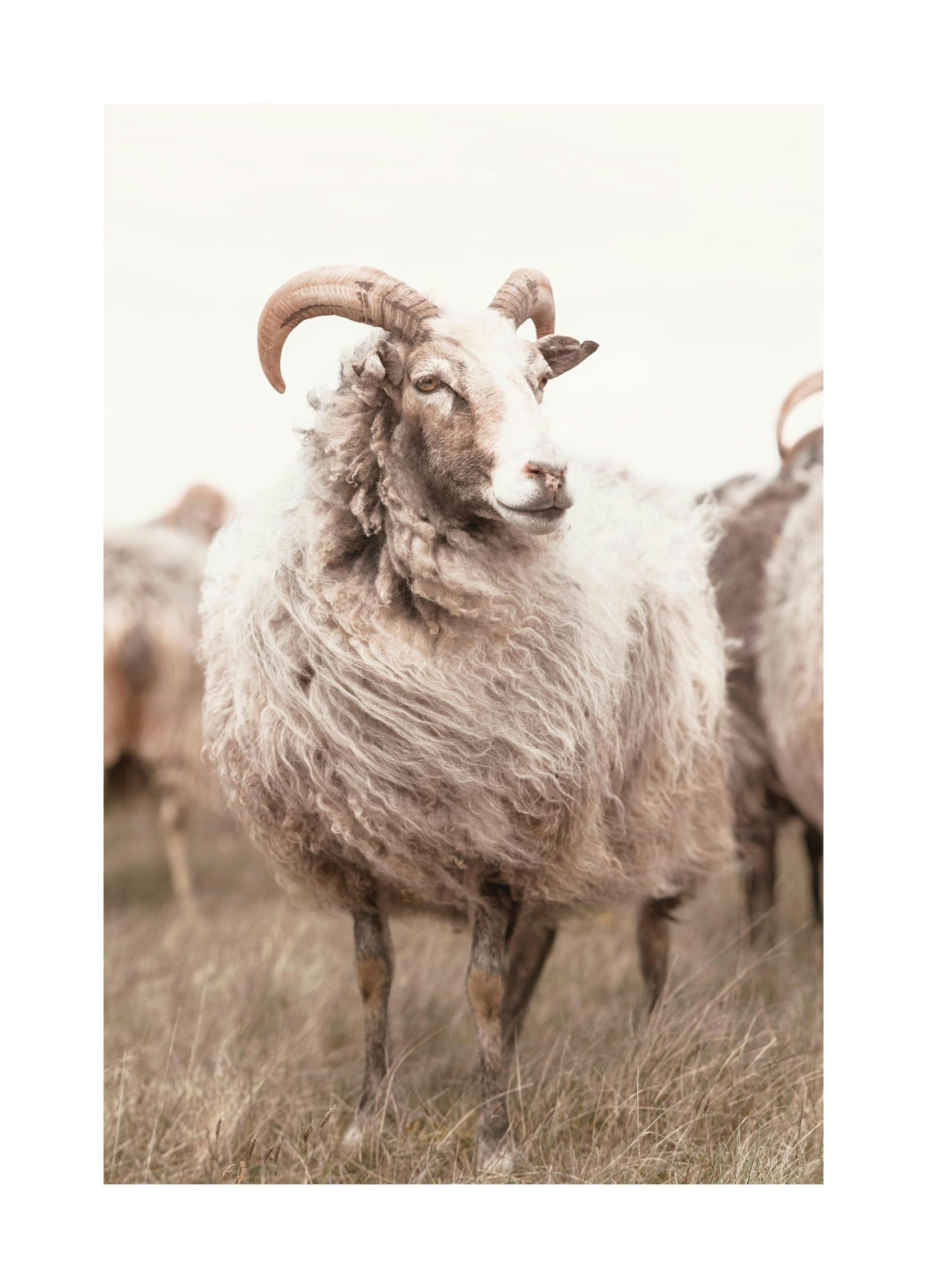 Schaap in Weide Poster (30x40 cm) - Poster Store
