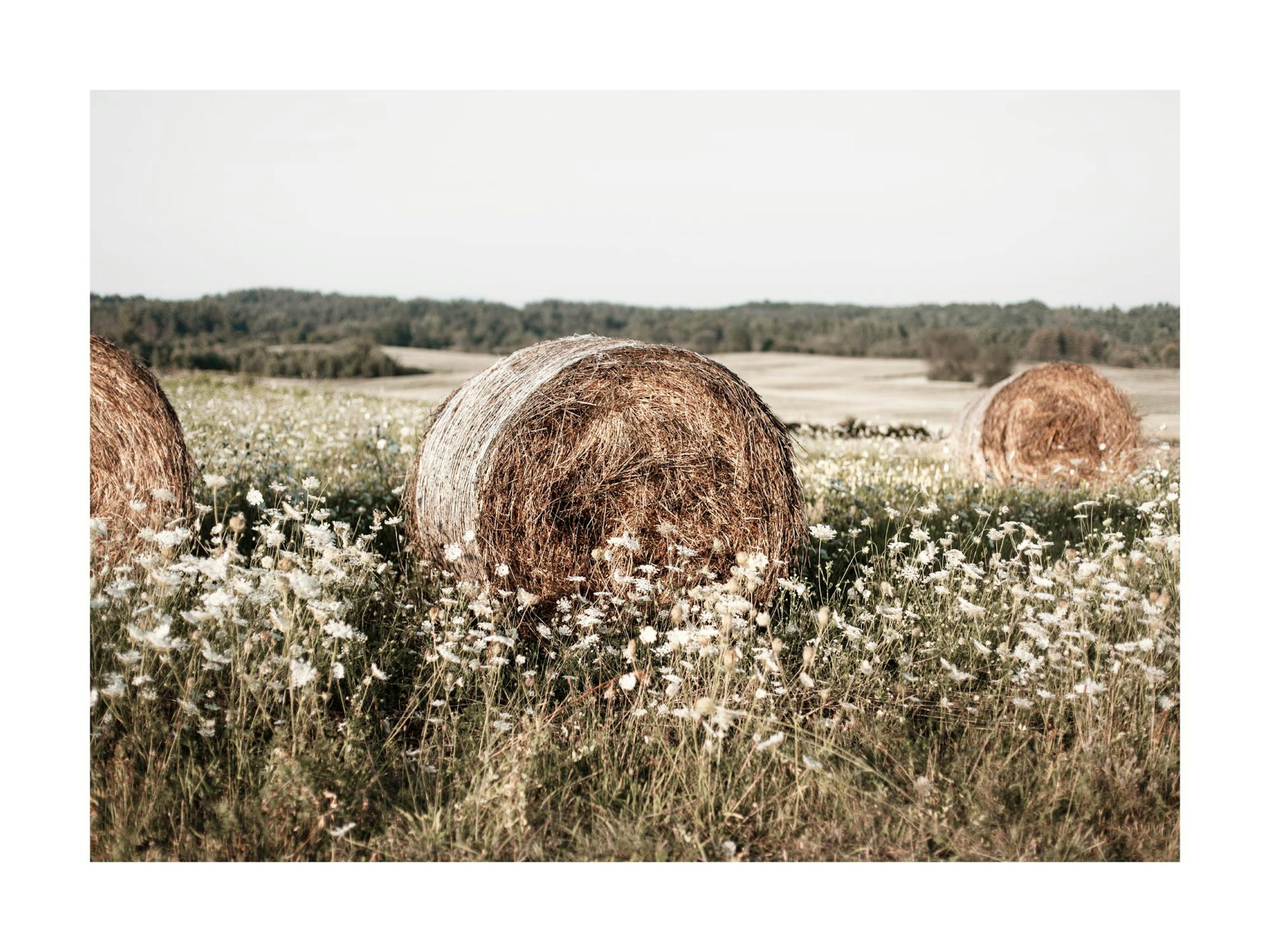 Póster de balas de heno en un campo de flores silvestres blancas con un bosque al fondo.