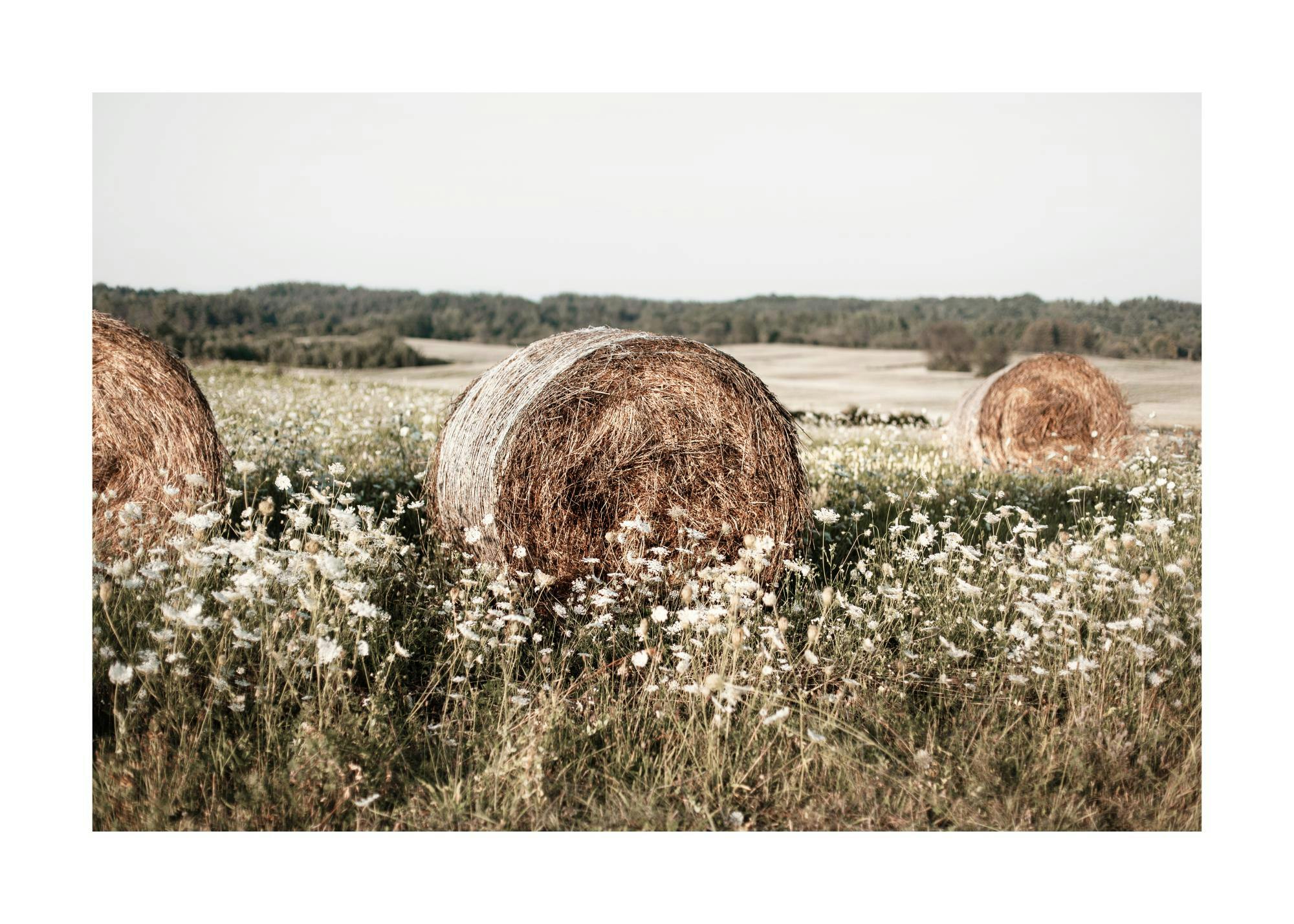 A poster featuring hay bales in a field of white wildflowers under a clear sky, with trees in the distance.