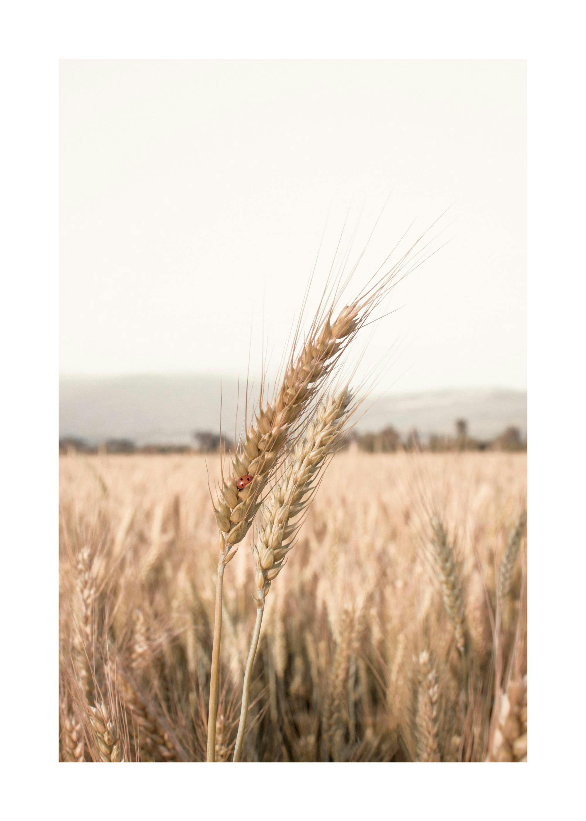 A poster featuring a close-up of two wheat stalks with a ladybug, set against a blurry golden field.