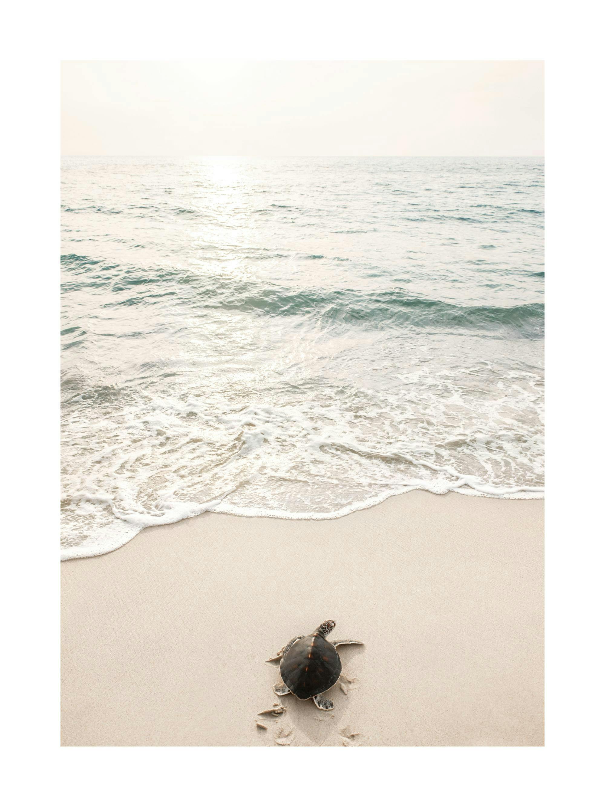 A poster featuring a baby sea turtle on a sandy beach, heading towards the calm, light blue ocean under a bright sky.