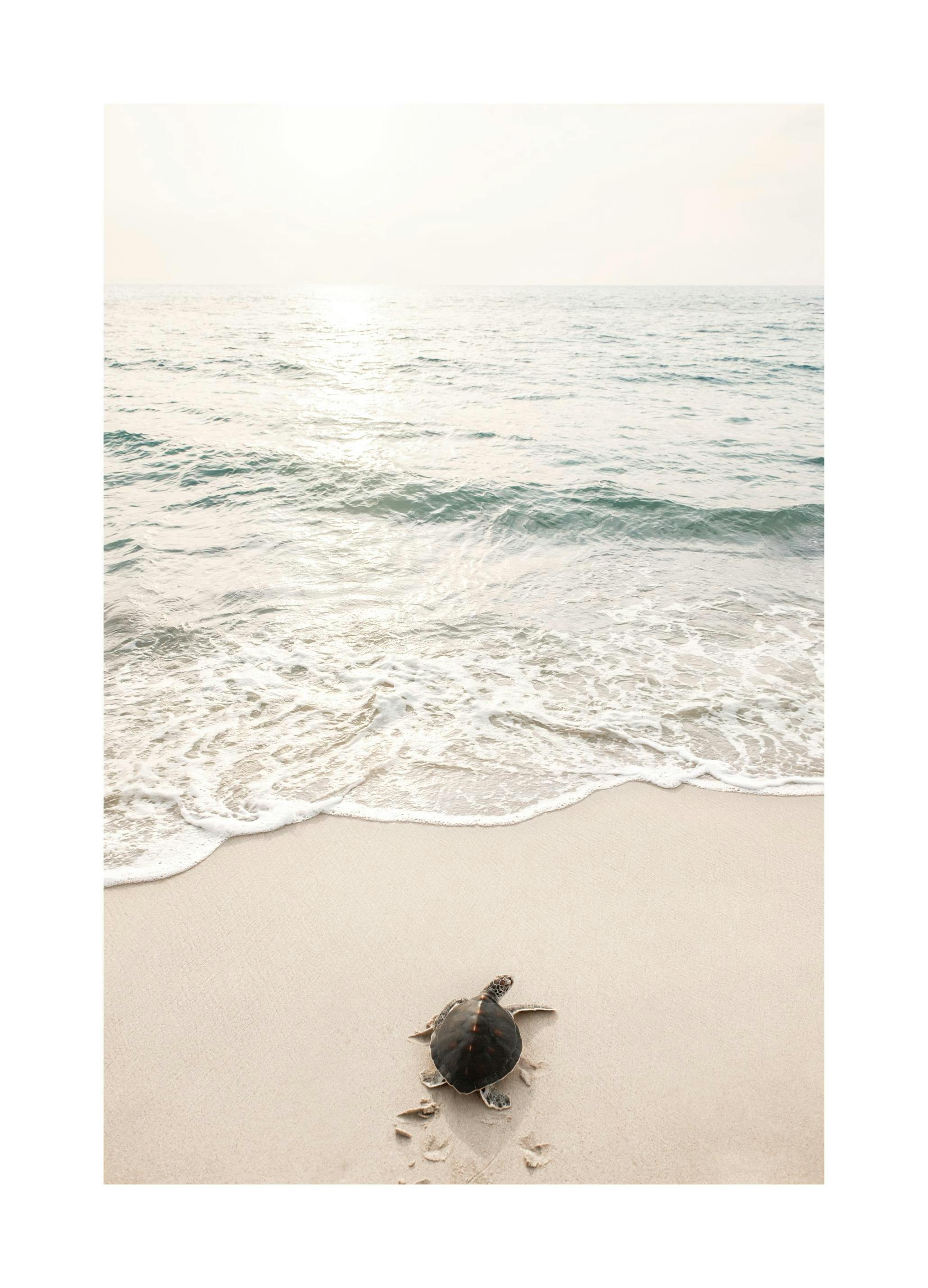 Tortue de Mer Poster (50x70 cm) - Poster Store