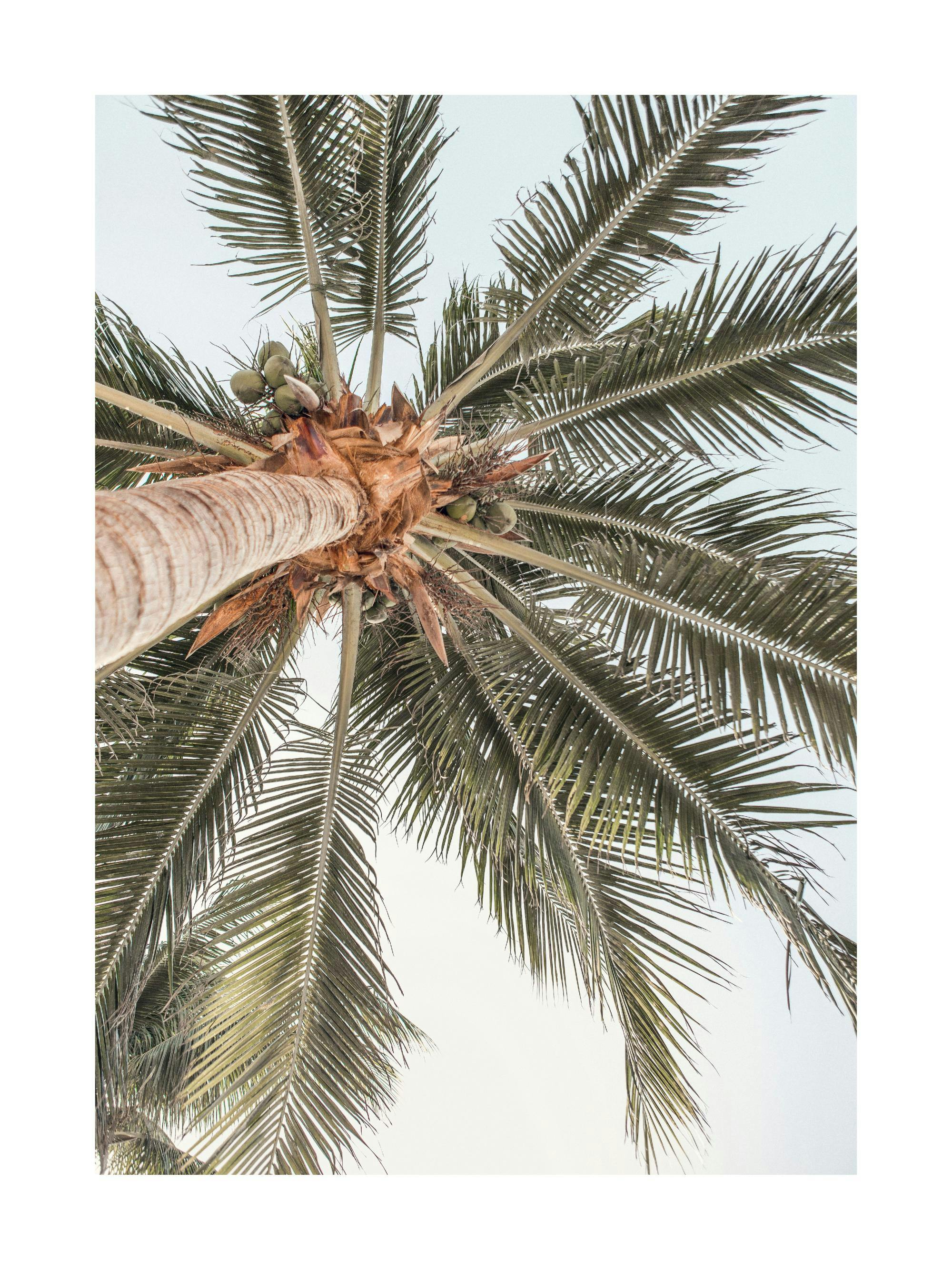 A poster featuring a low-angle shot of a palm tree with green fronds and coconuts against a light sky.