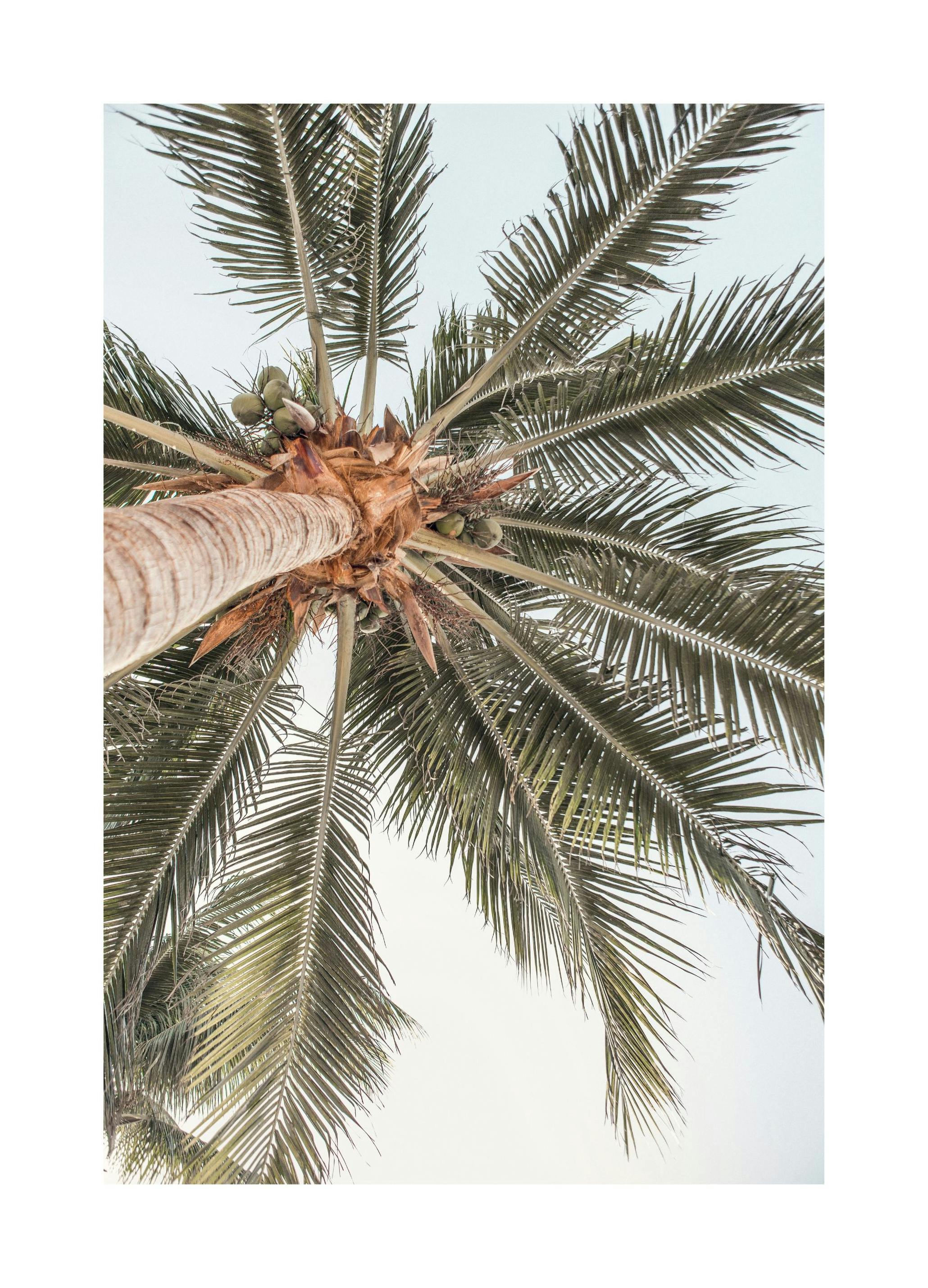 Palmenansicht-Plakat (30x40 cm) - Poster Store