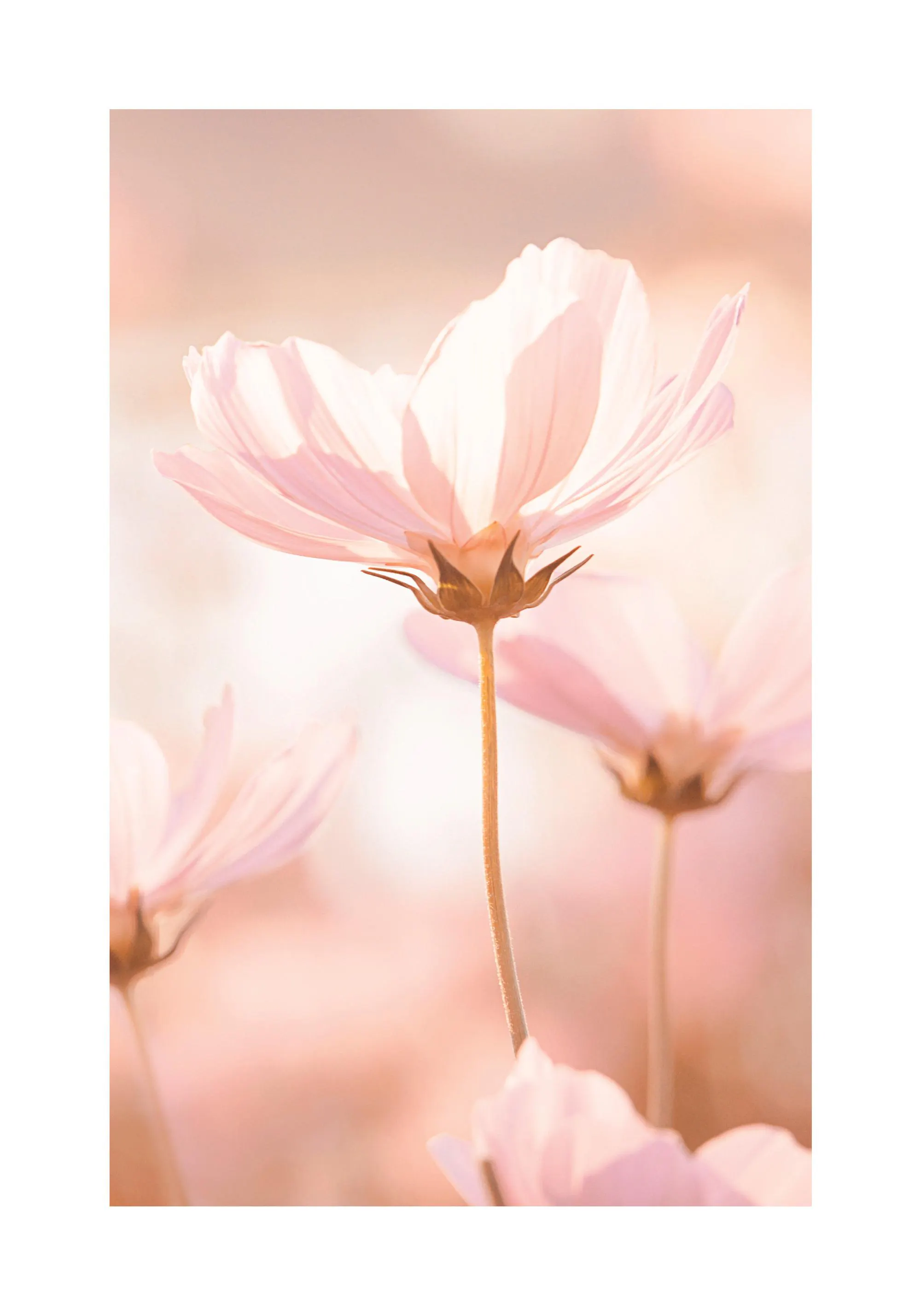 Rosa Blumen im Sonnenlicht Poster