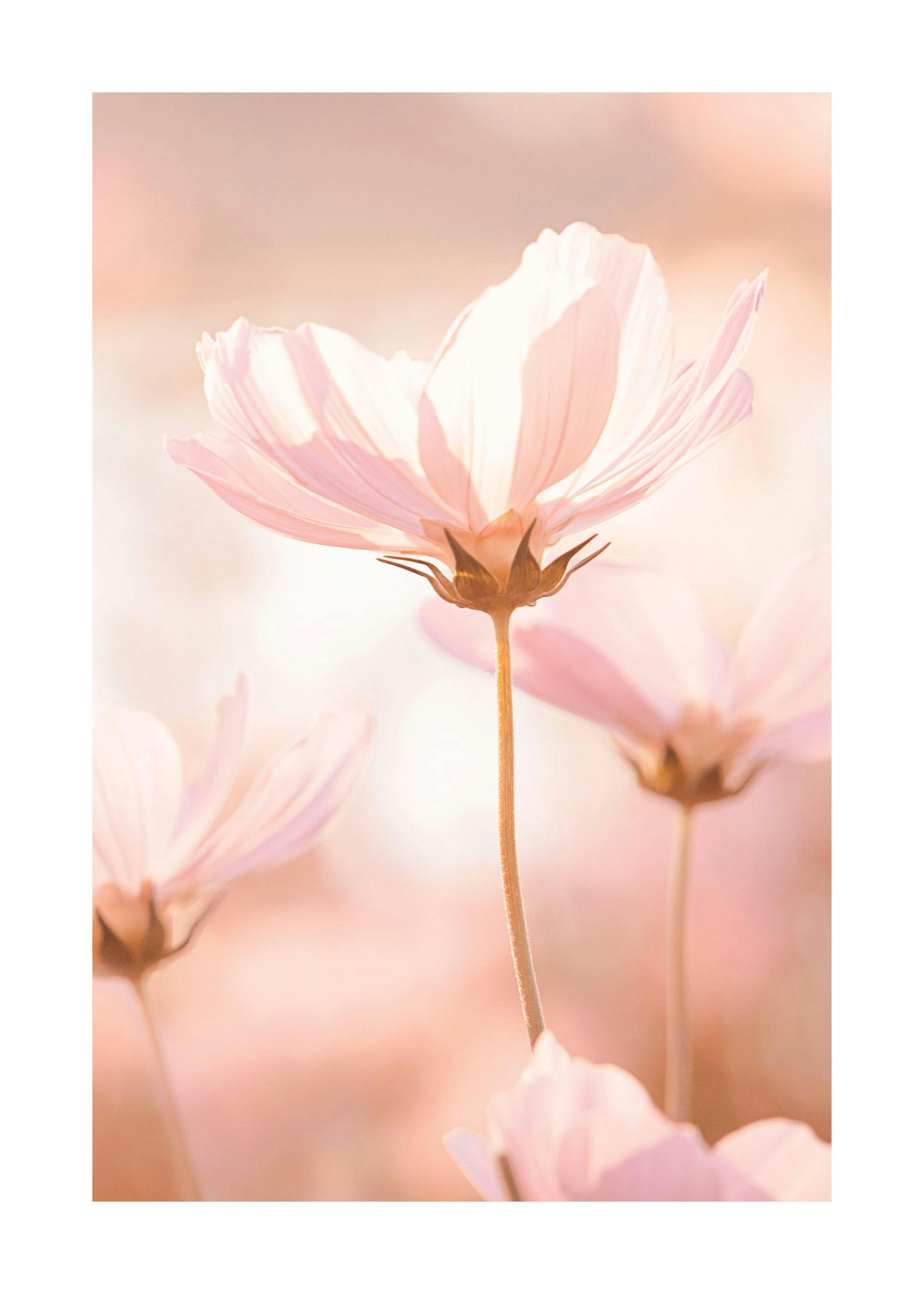 Poster floral doux avec des cosmos roses translucides en pleine floraison sur un fond clair et chaud.