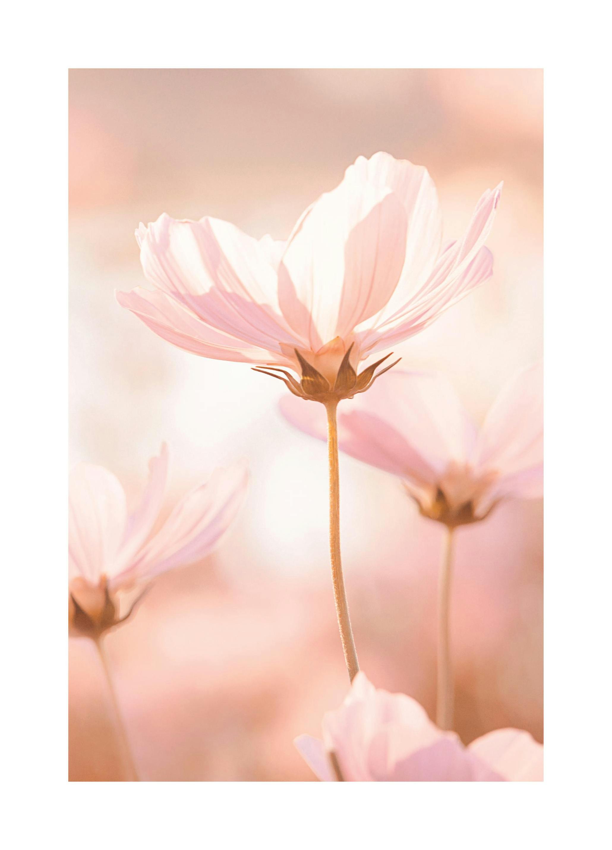 Pink Flowers in Sunlight Poster (21x30 cm) - Poster Store