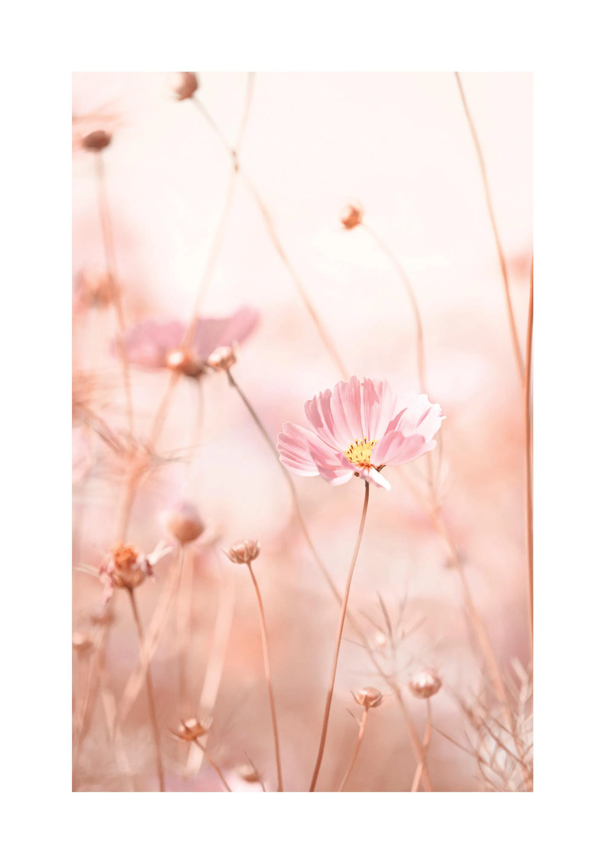 Rosa Kosmos-Blumen-Plakat mit Blütenmotiv