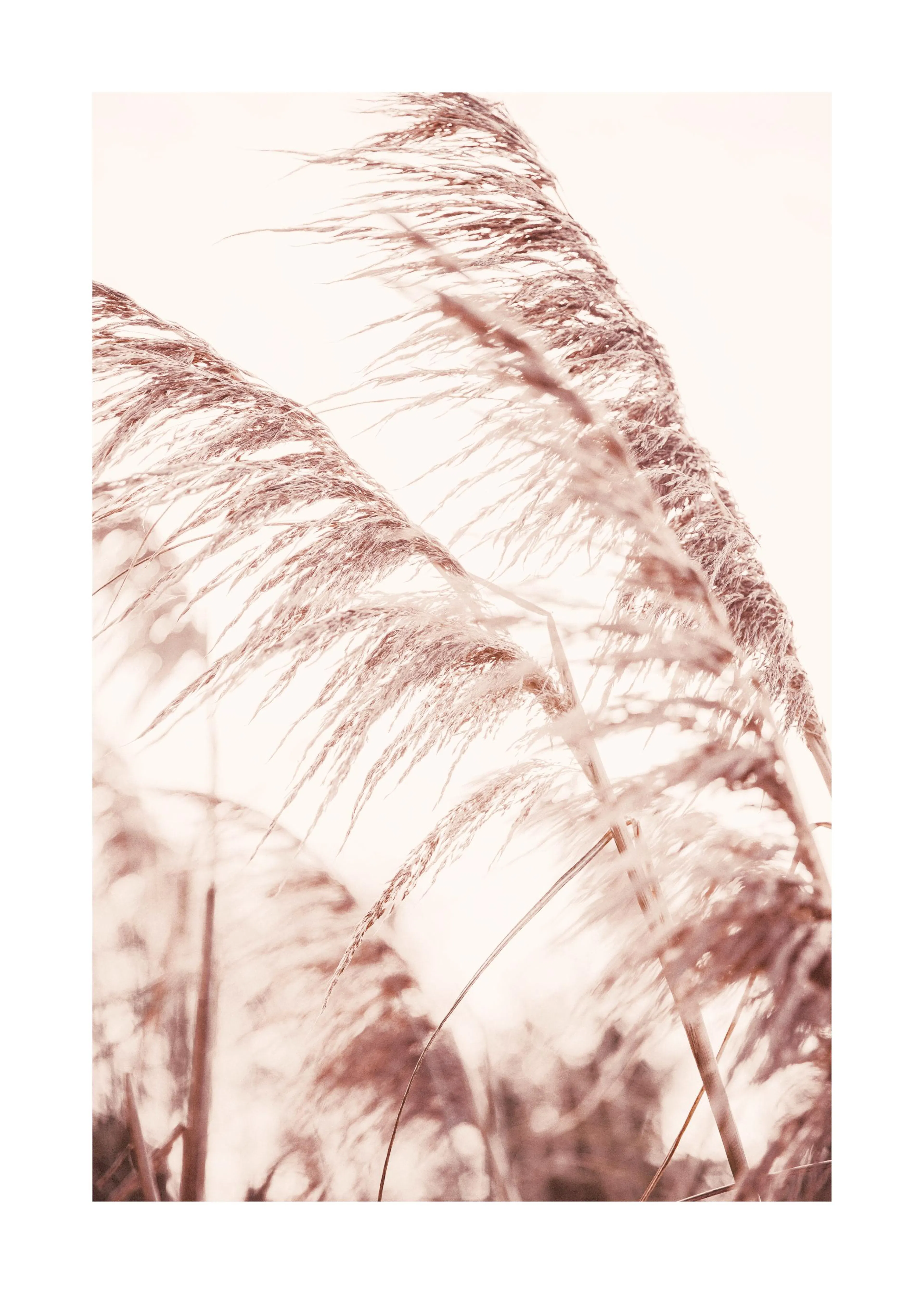 Jasnoróżowy plakat z trawą pampasową, której puszyste pióropusze swobodnie powiewają na wietrze.