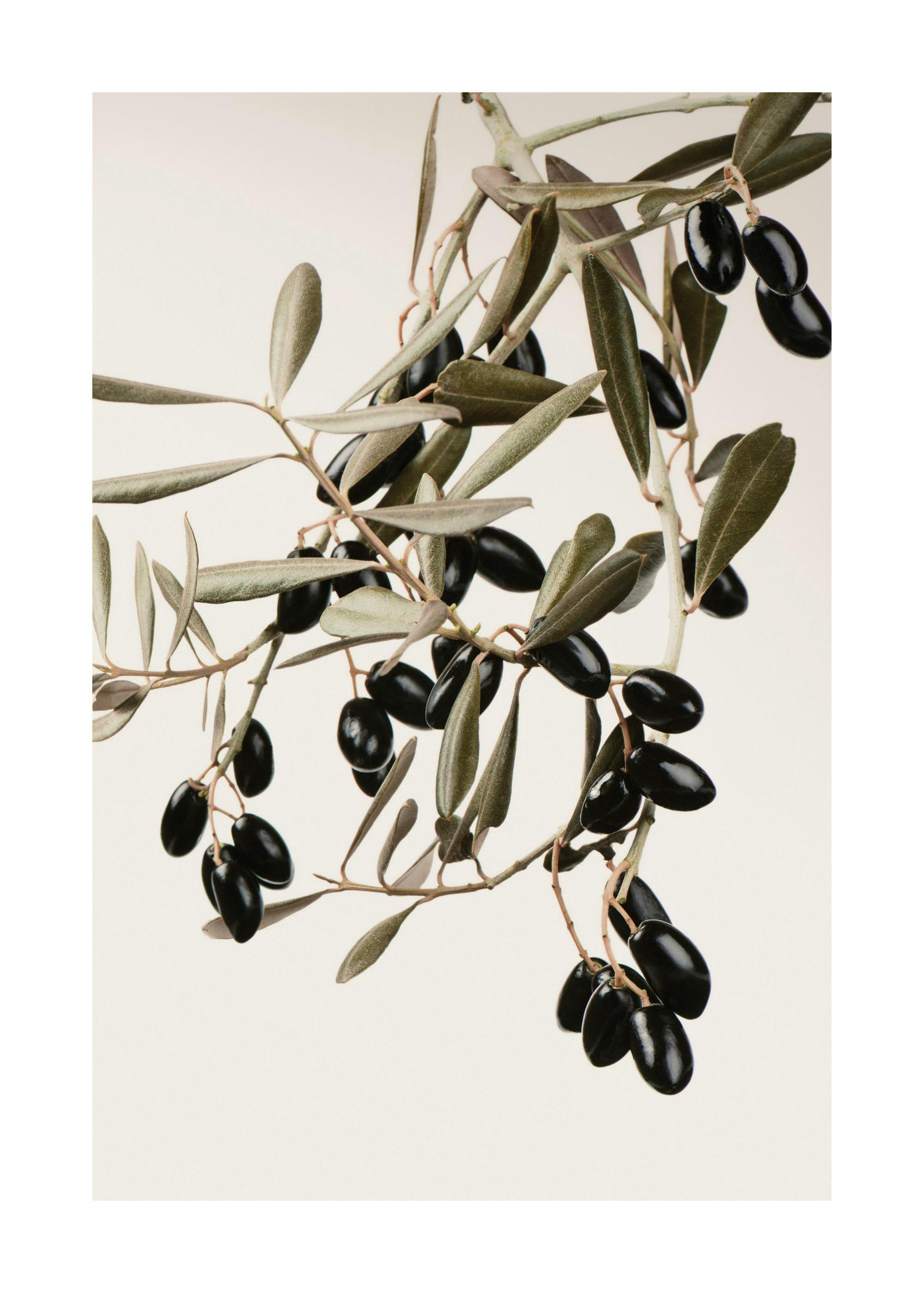 A poster featuring an olive branch with dark, ripe olives and green leaves on a light background.