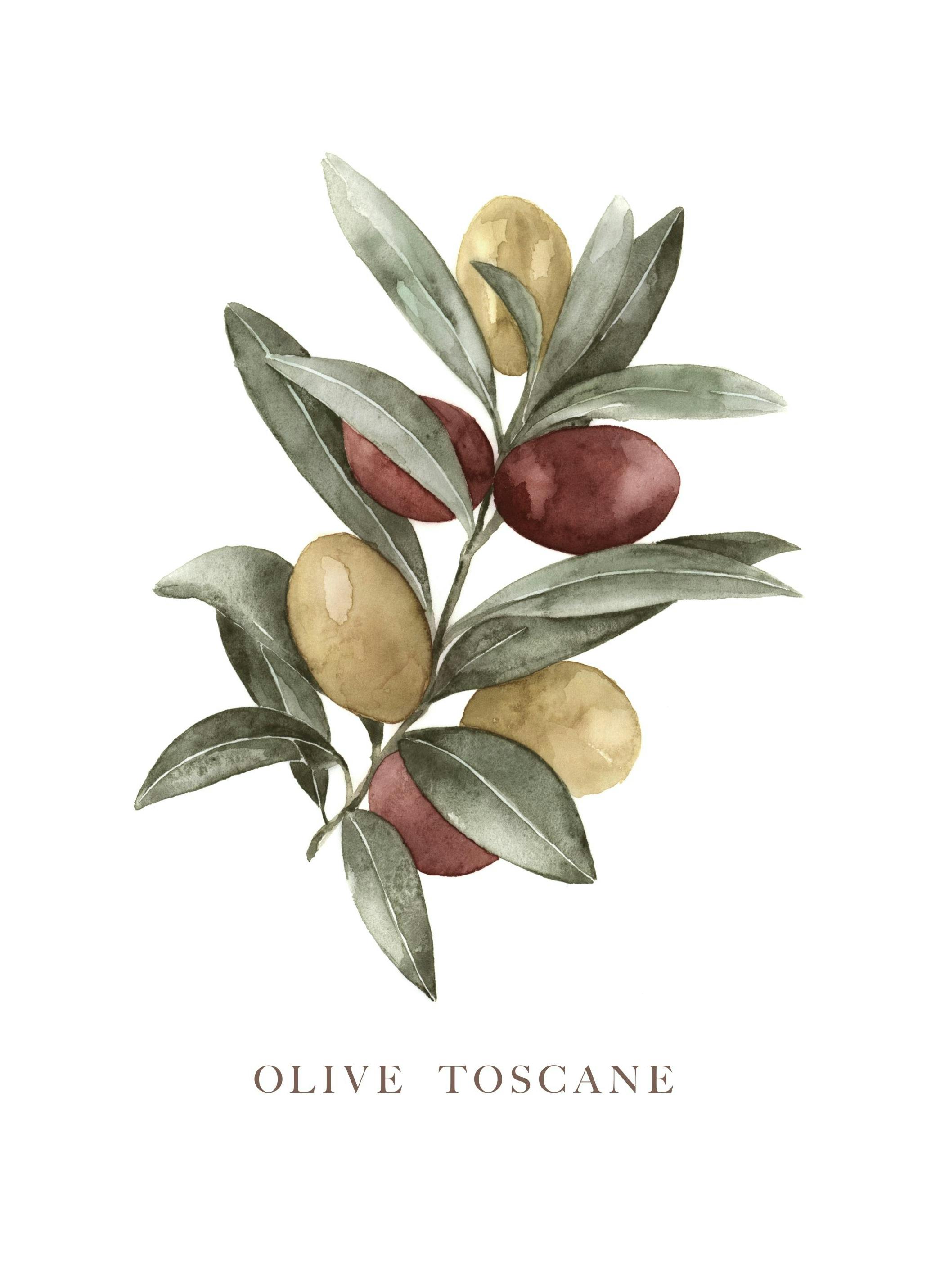Plakat Olive Toscane (21x30 cm) - Poster Store