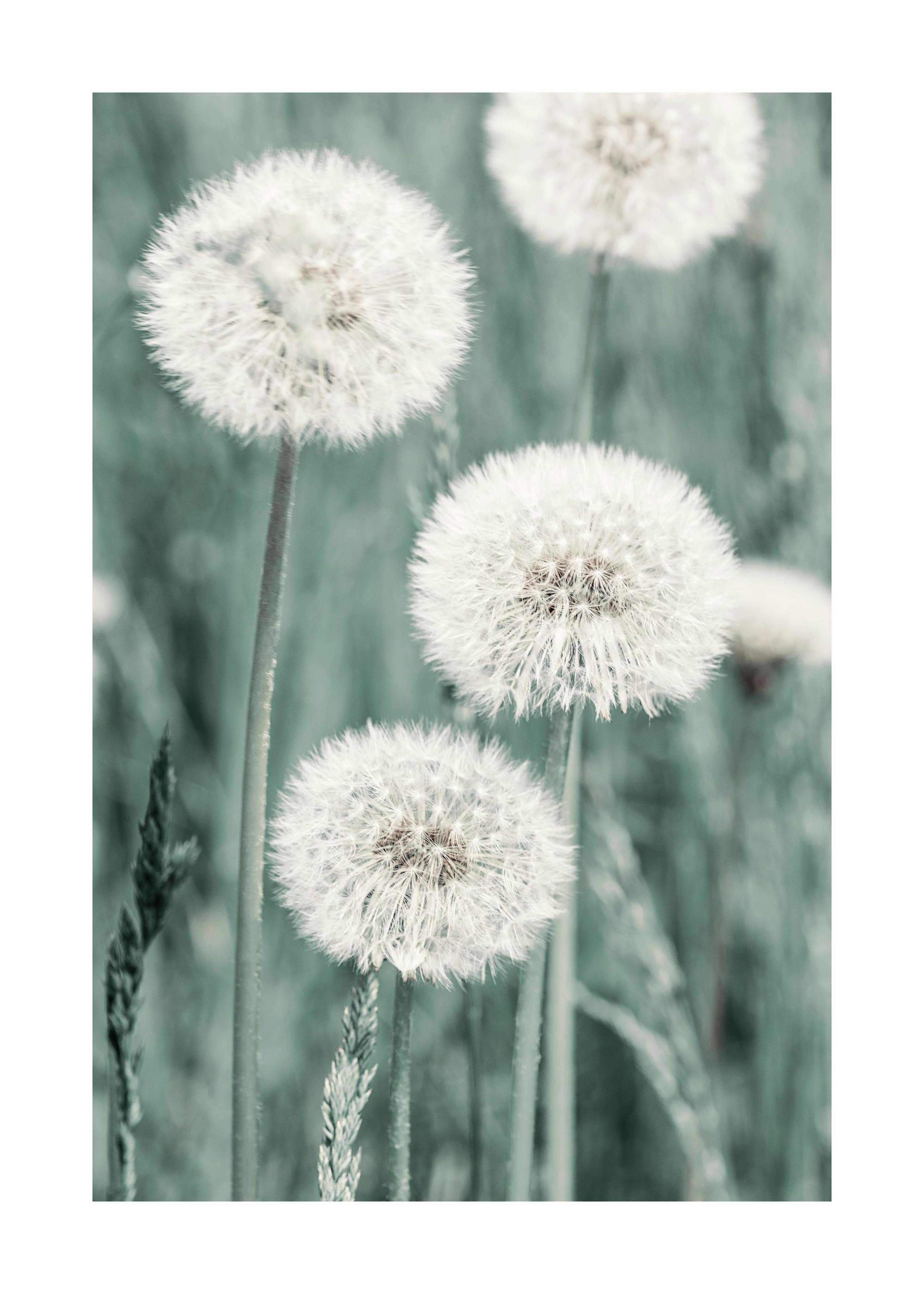 Dandelion Meadow Poster 0