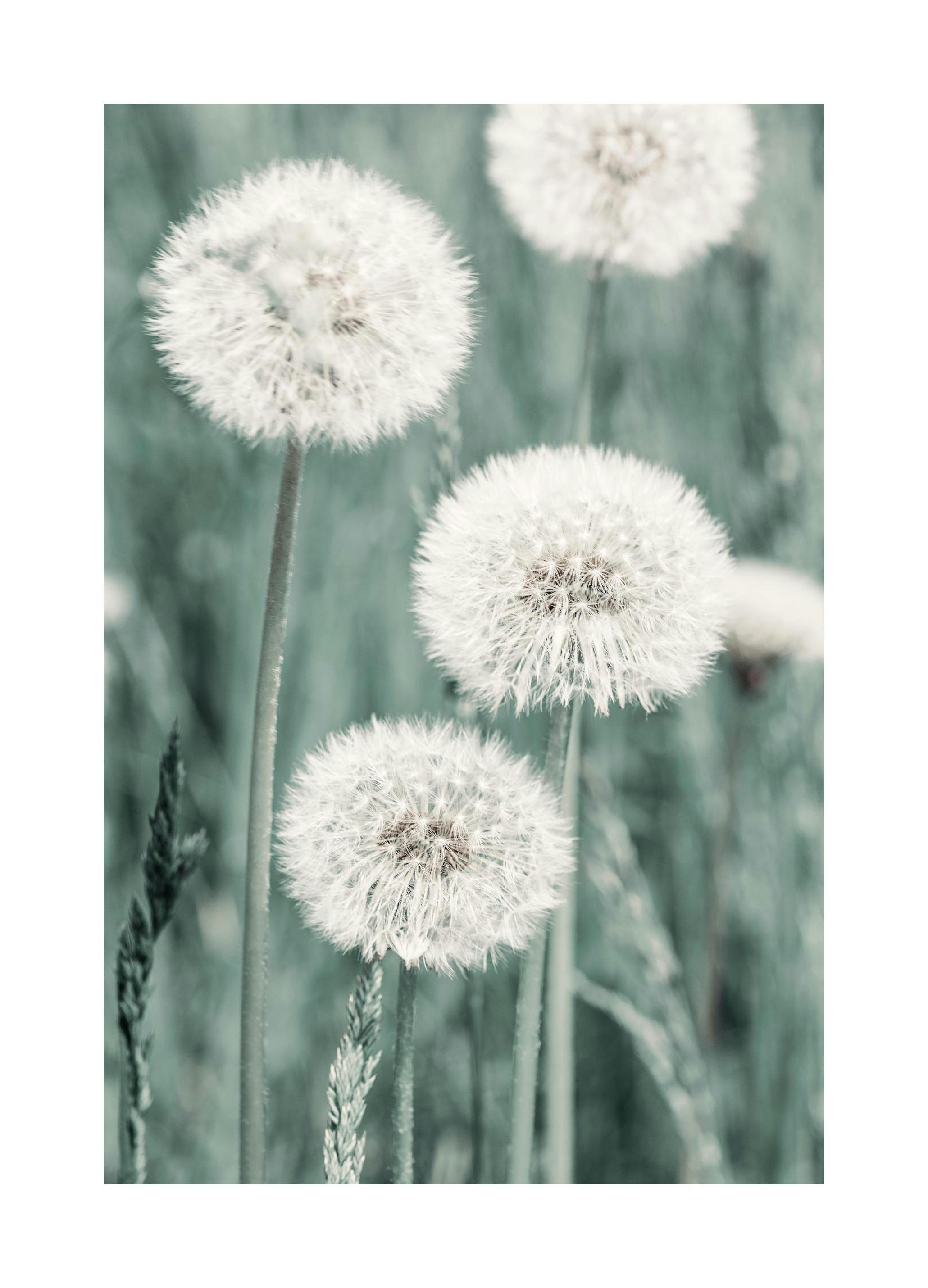 Prairie de Pissenlits Poster (50x70 cm) - Poster Store