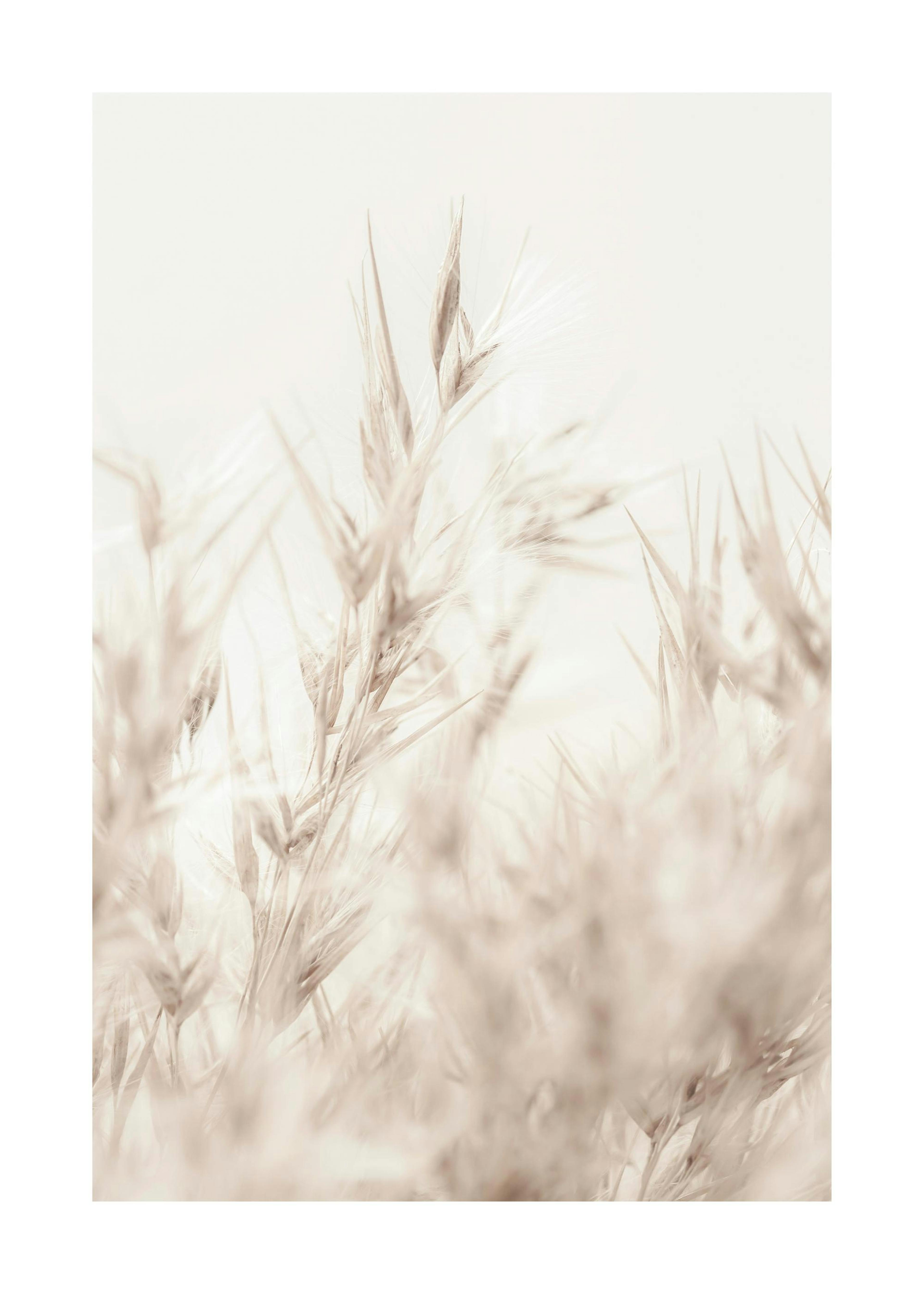 Beige Reed Poster 0