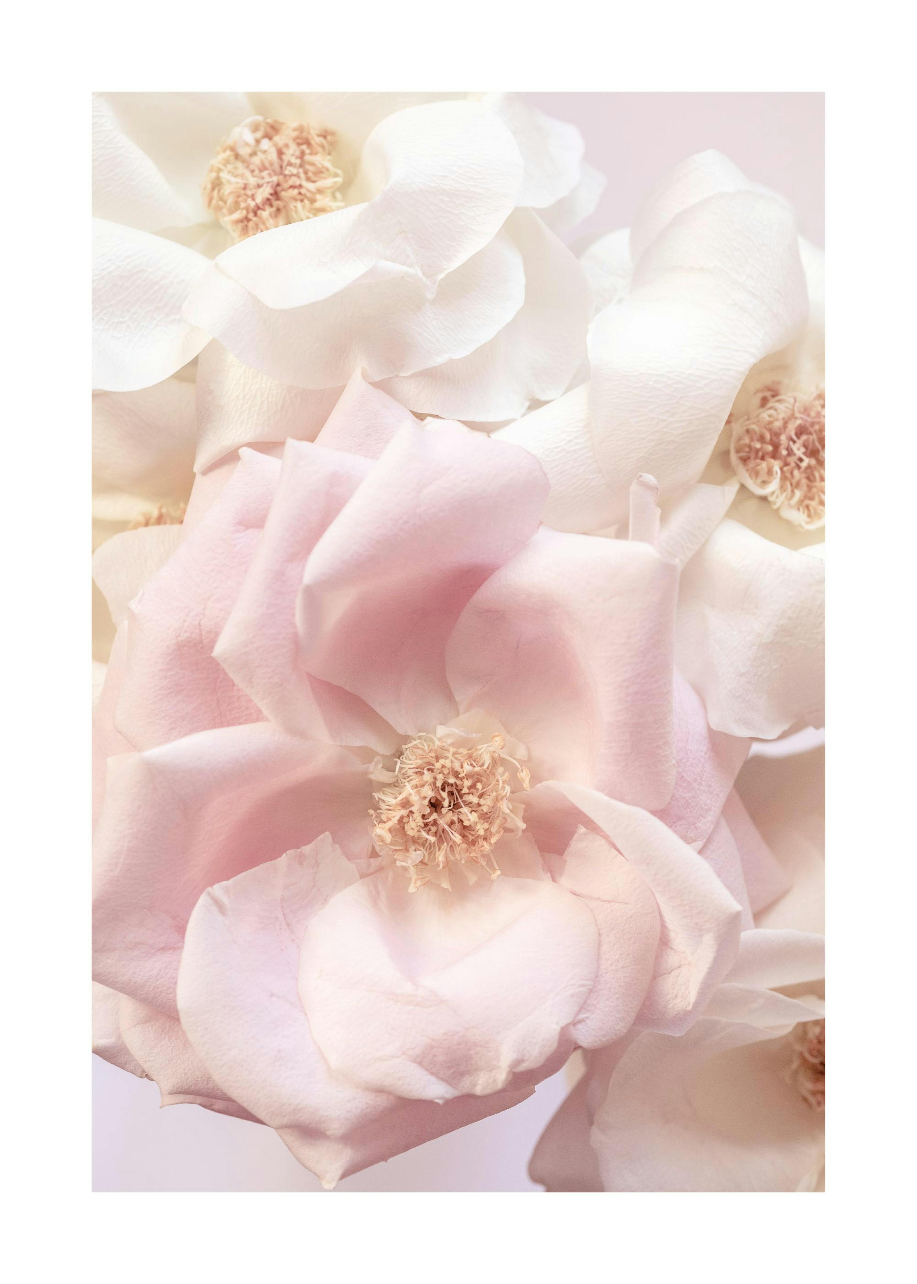 Zartrosa Rose Poster 0