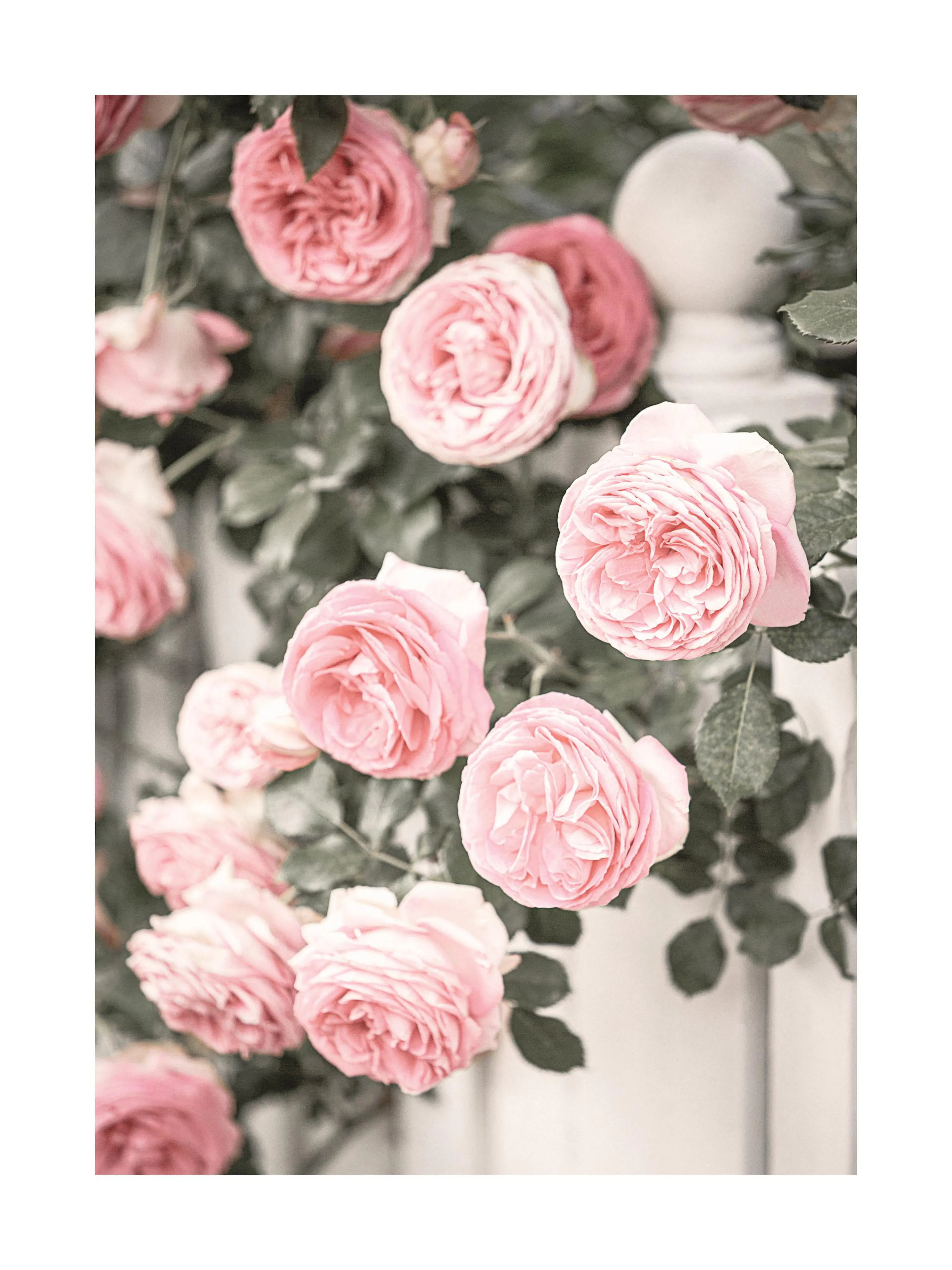 Poster de plusieurs roses poudrées roses et rouges, avec des feuilles vertes foncées. Des pétales délicats et des teintes douces