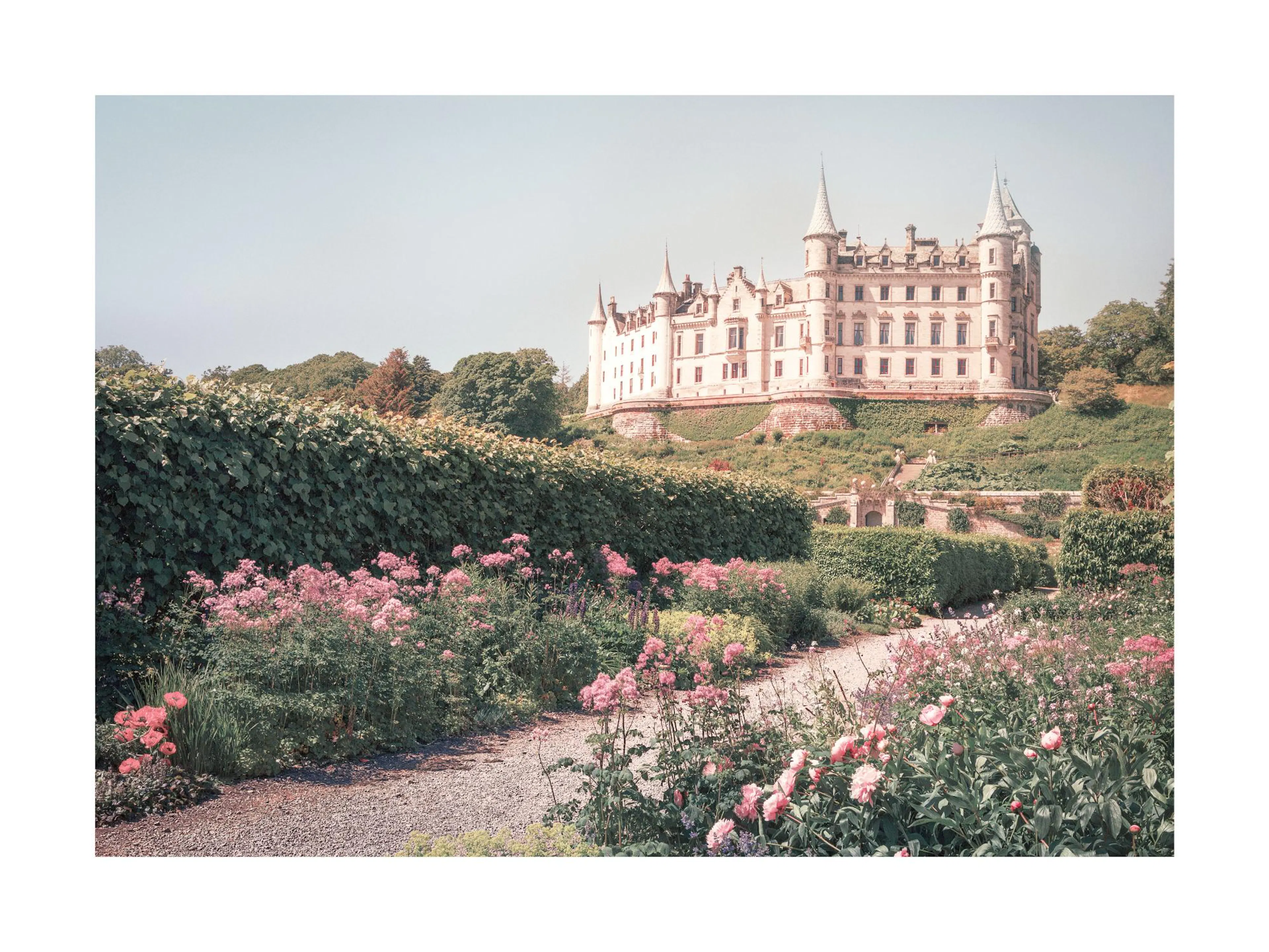 Plakat przedstawiający zamek w Dunrobin na wzgórzu, otoczony bujnym ogrodem z różowymi kwiatami.