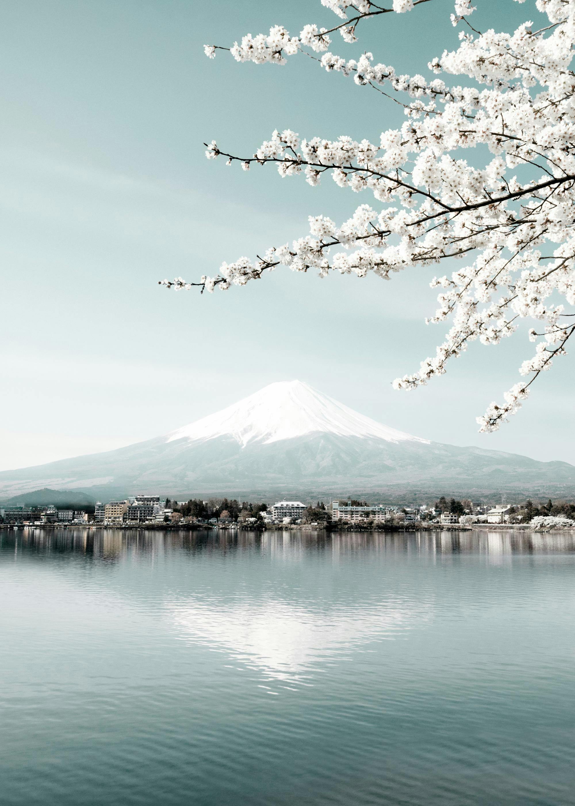 A poster featuring a scenic view of Mount Fuji, a lake, and a town, framed by white cherry blossoms.