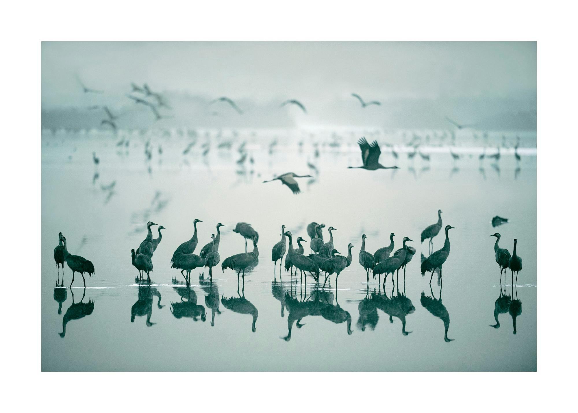 Póster de grullas en un lago brumoso con reflejos, en tonos verde azulado y gris.
