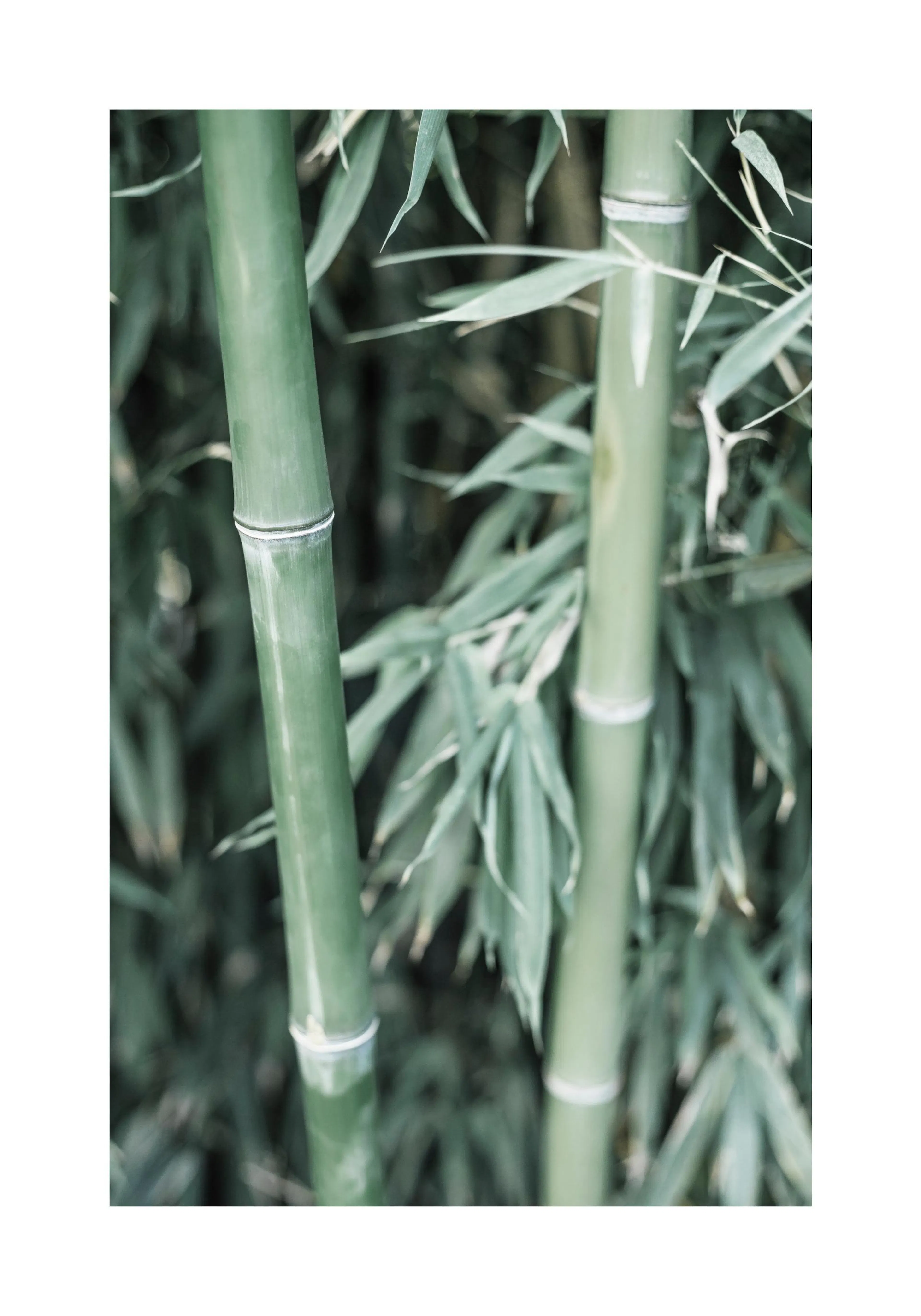 Un poster di fusti di bambù verdi con foglie sullo sfondo sfocato.