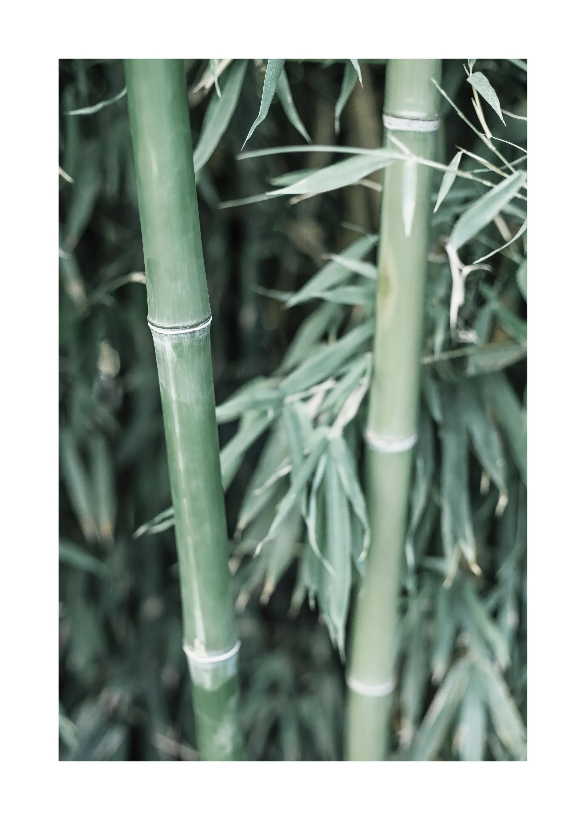 Poster avec des tiges de bambou vertes et leurs feuilles, créant une ambiance naturelle et apaisante.
