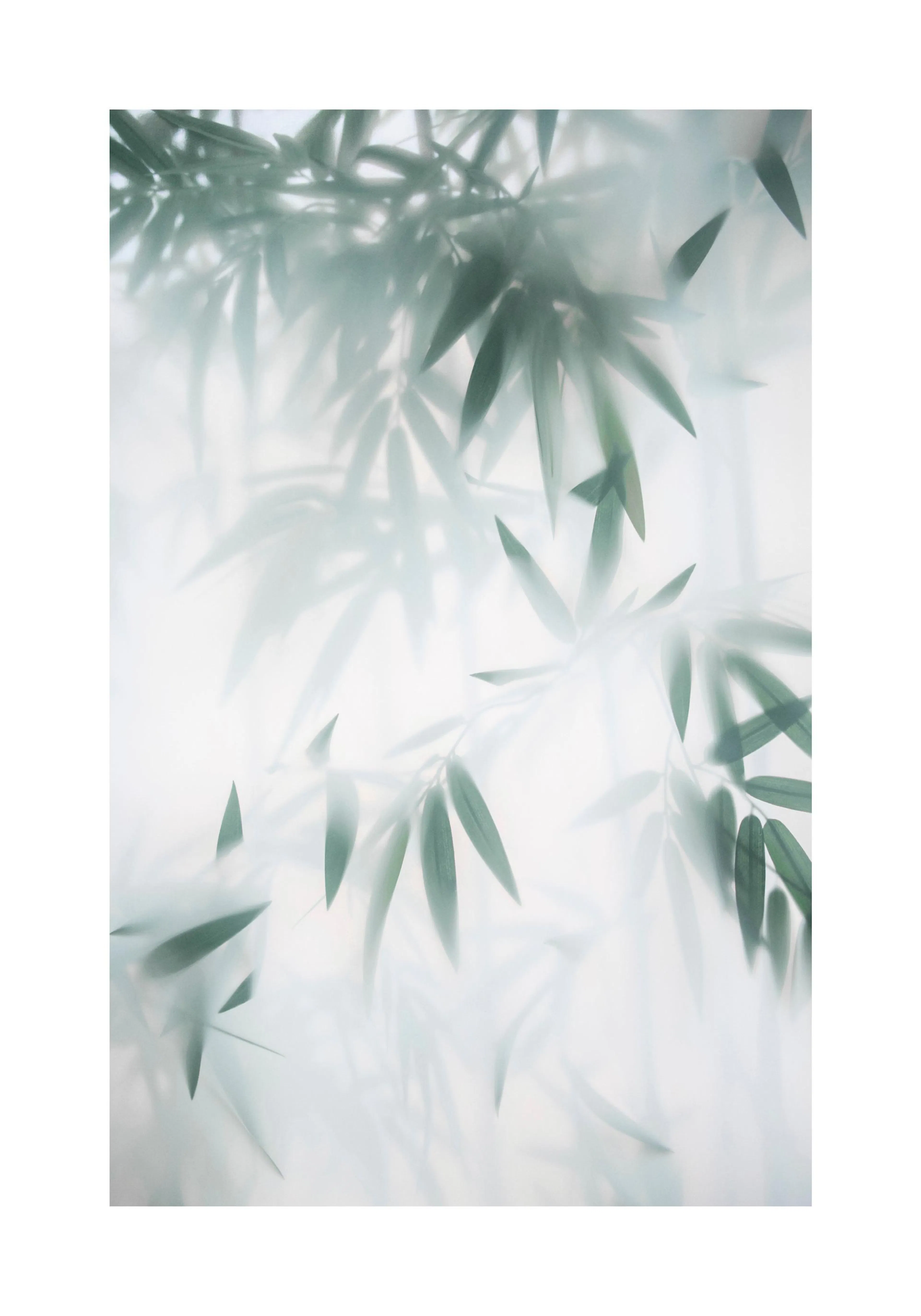 Un poster di foglie di bambù verde scuro sfocate su uno sfondo bianco e luminoso, con un effetto velato.