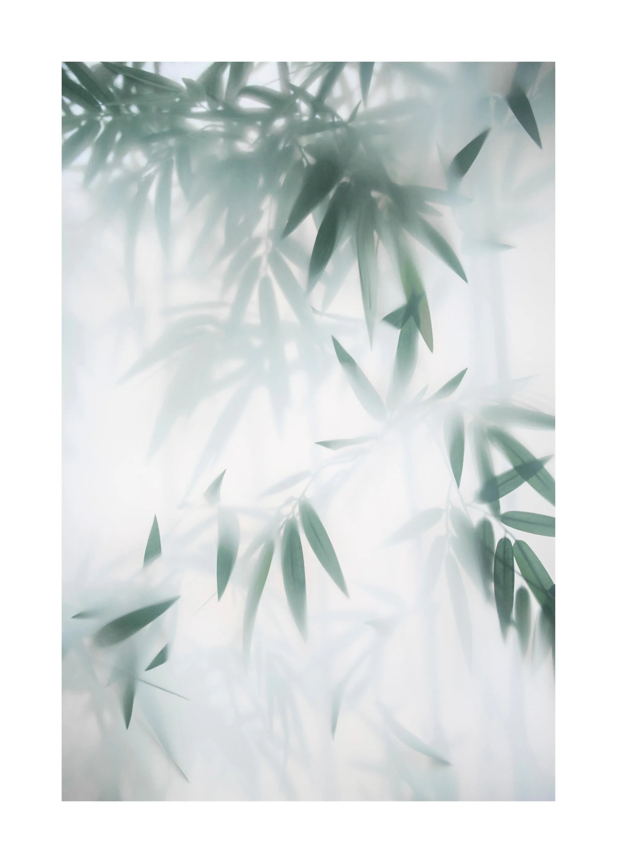 Poster dune forêt de bambous dans un style éthéré, avec des feuilles vertes claires estompées sur un fond blanc.