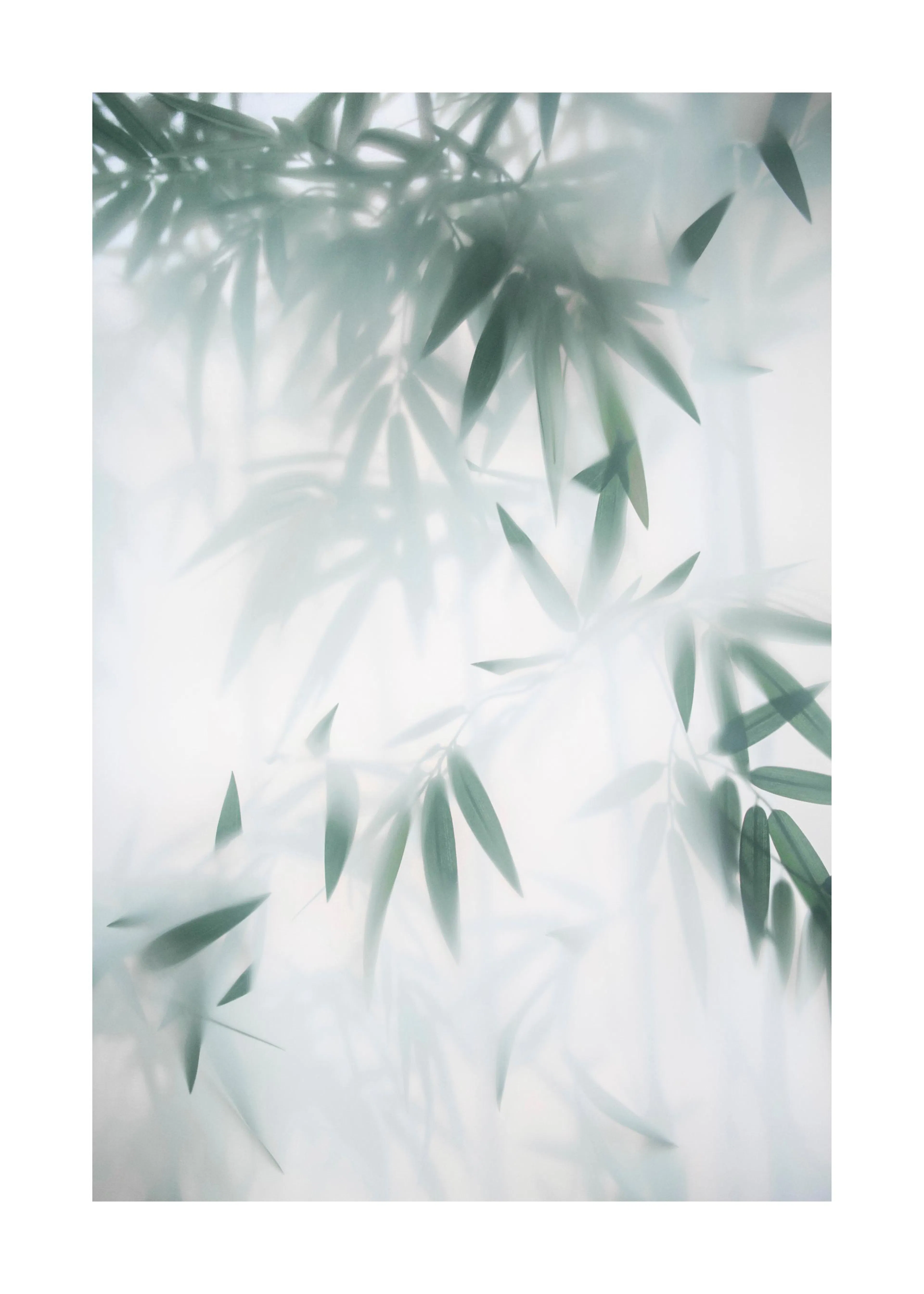 Poster dune forêt de bambous dans un style éthéré, avec des feuilles vertes claires estompées sur un fond blanc.