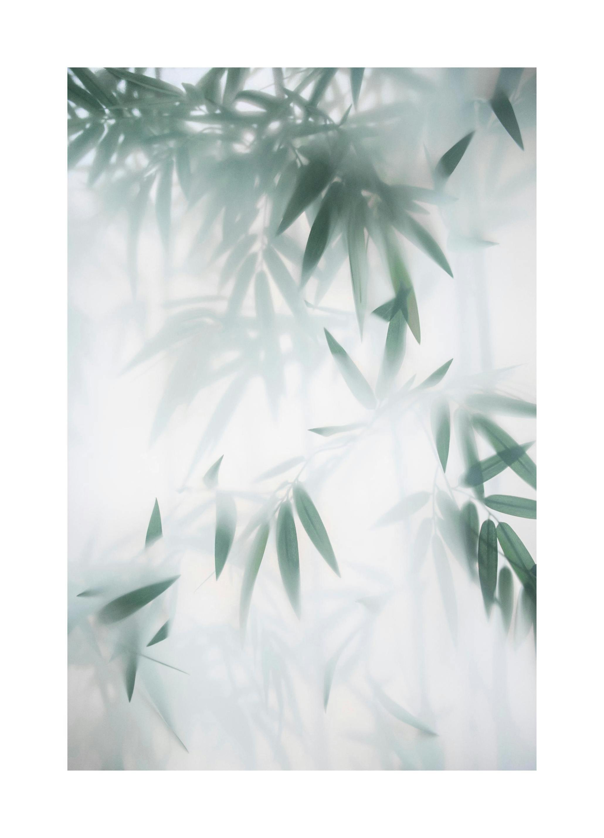 Poster Bambù nella nebbia (21x30 cm) - Poster Store