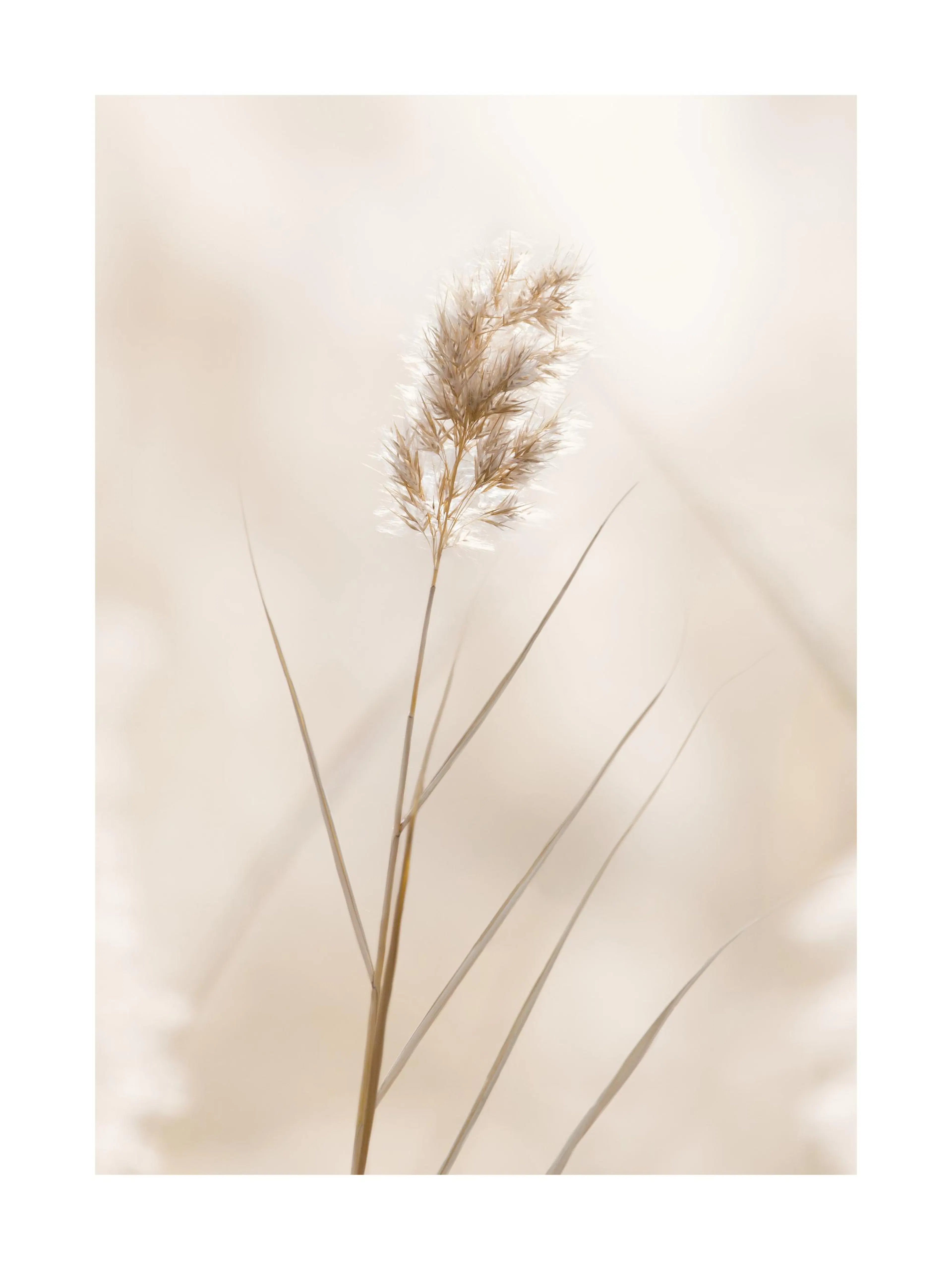 A poster featuring a close-up of light brown pampas grass with feathery plumes on a soft beige background.