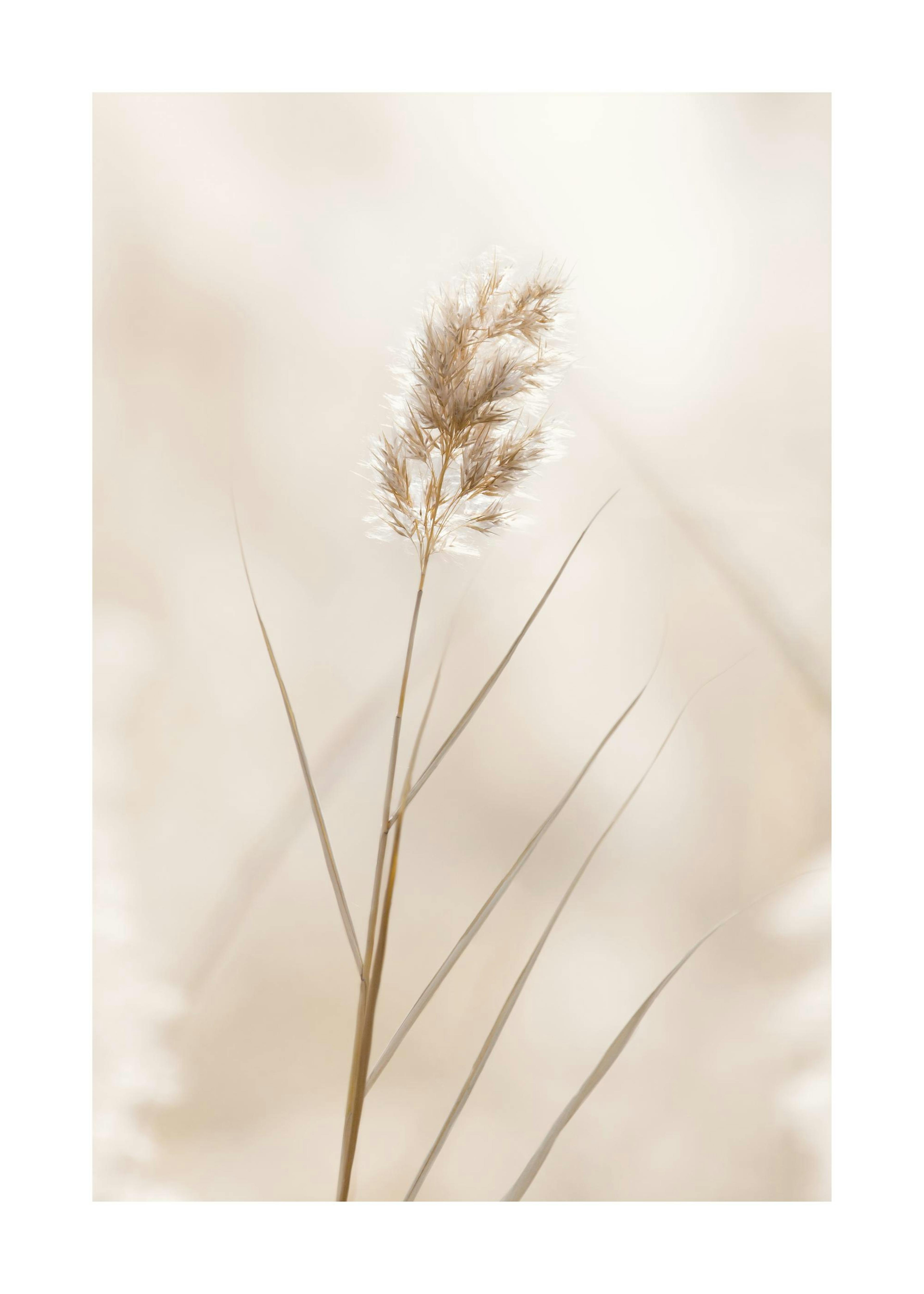 Eenzame Riet Poster 0